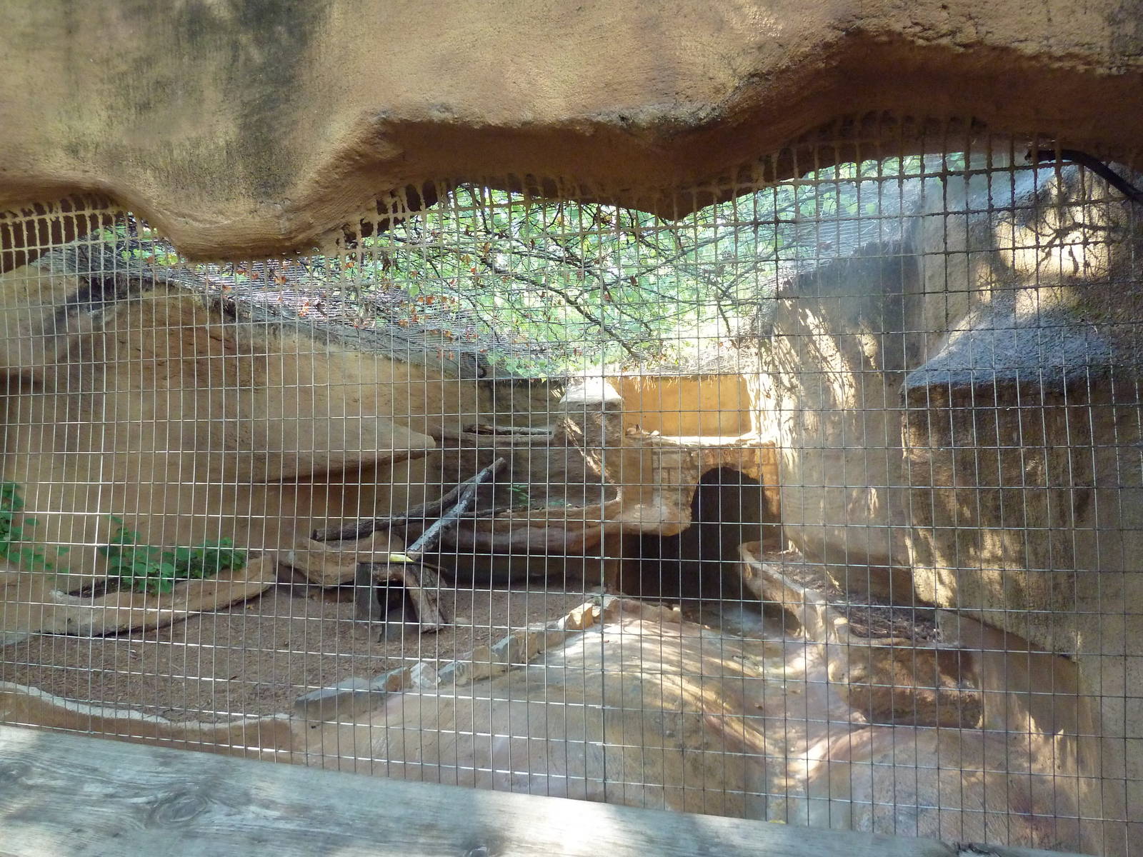 Red Fox Exhibit
