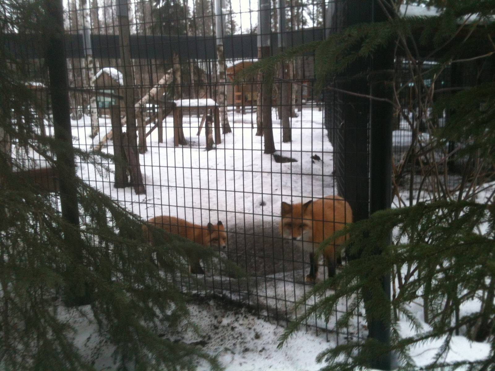 Red Fox Exhibit