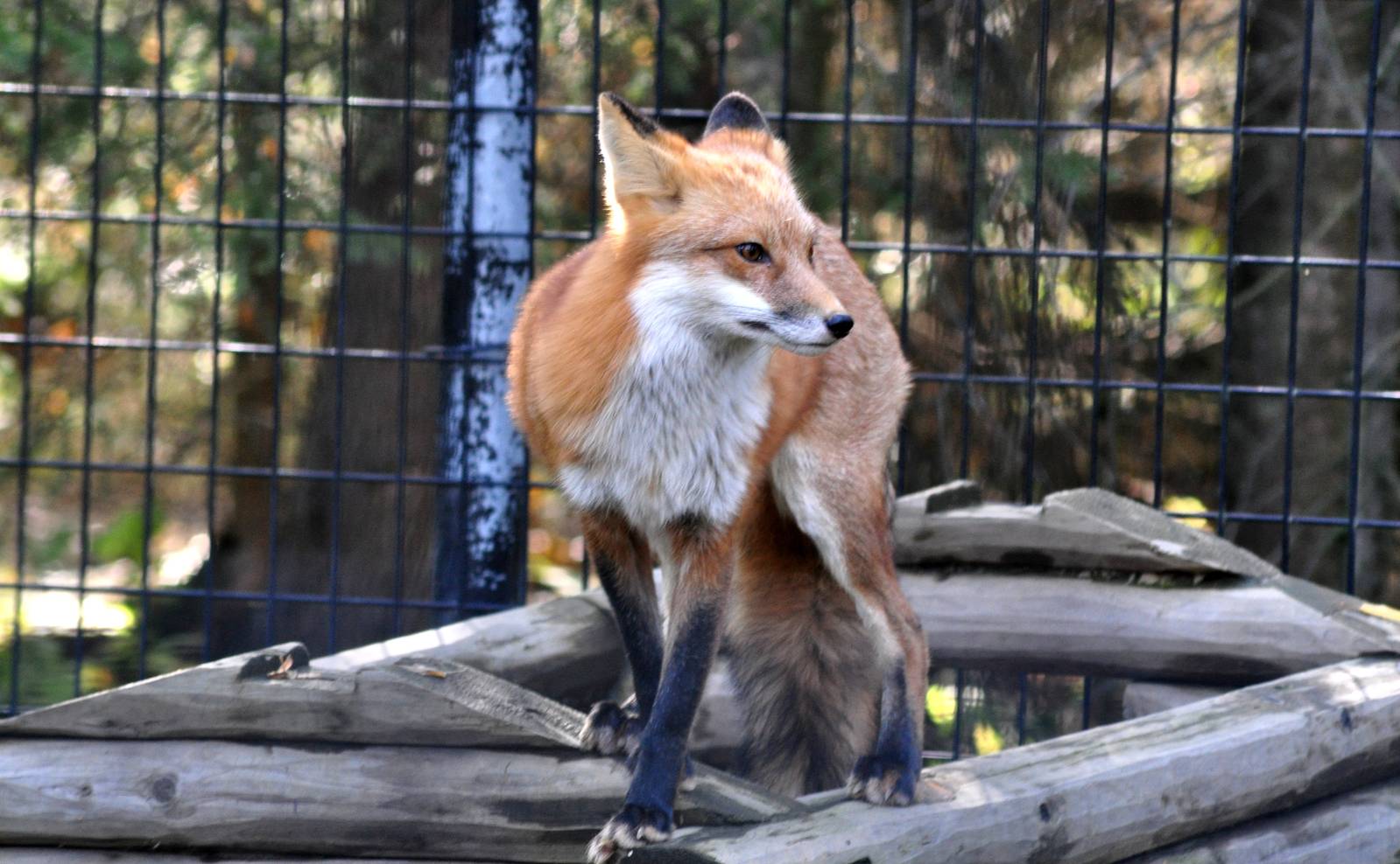 Red Fox Exhibit