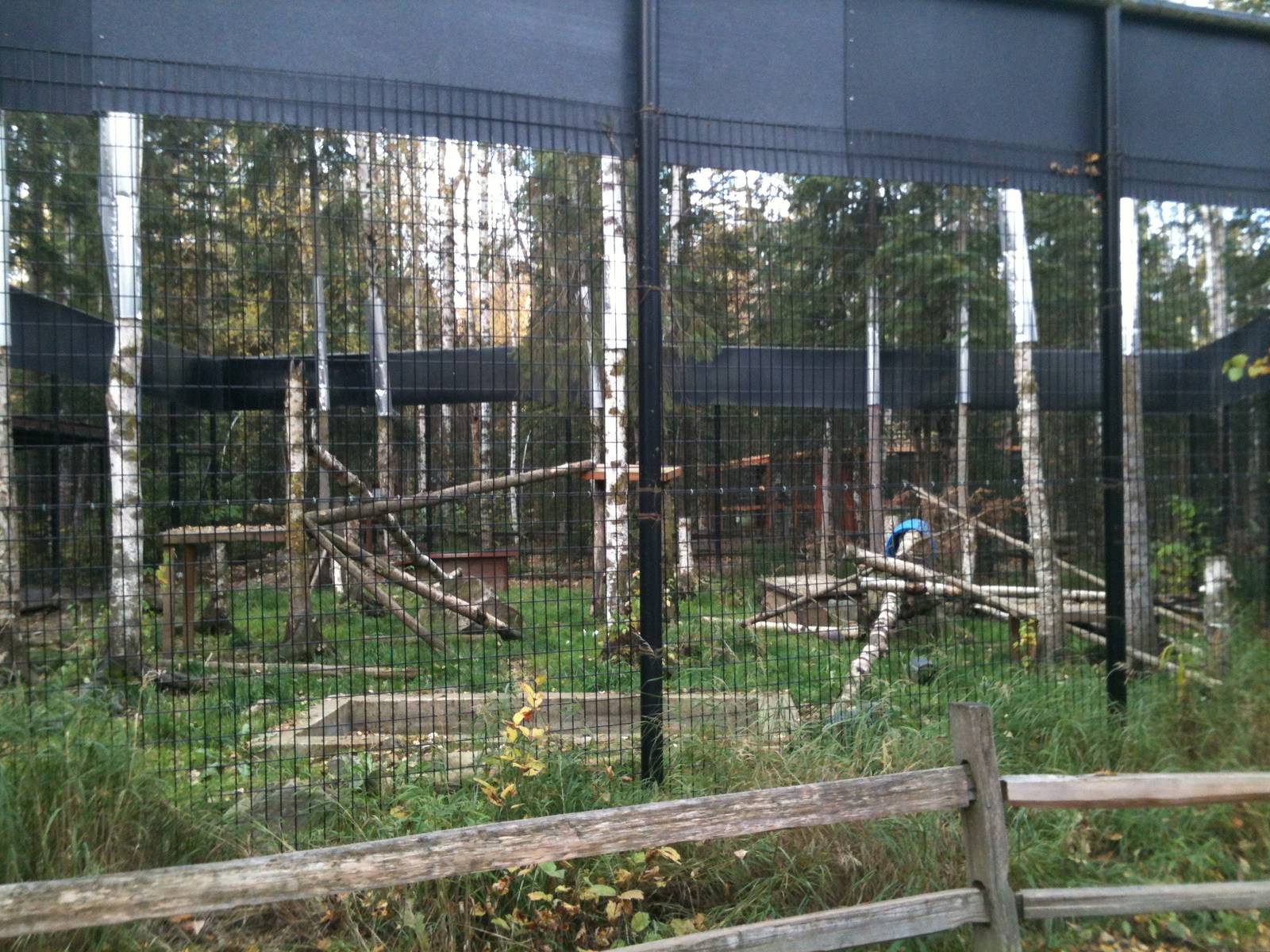 Red Fox Exhibit