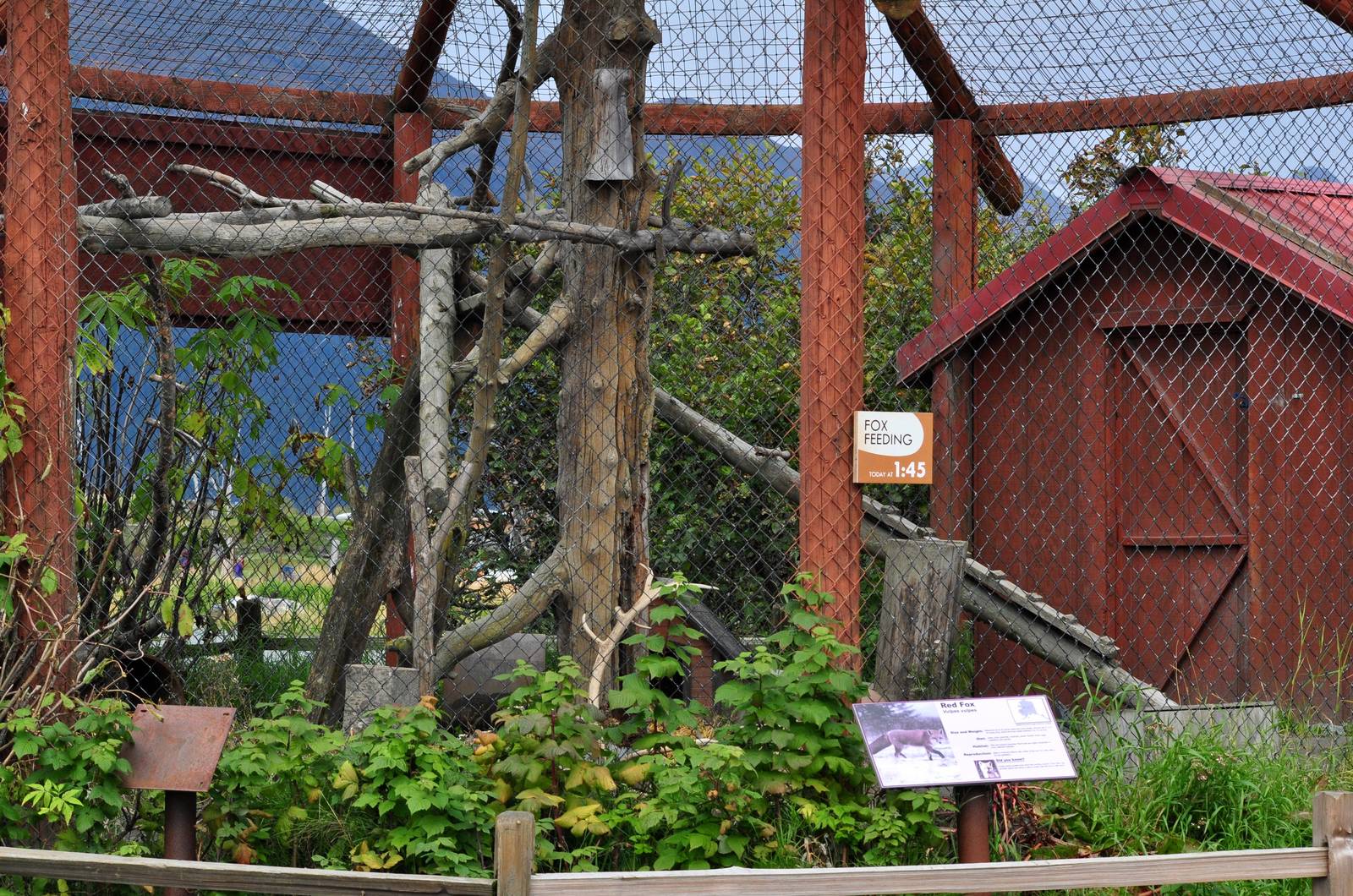 Red Fox Exhibit