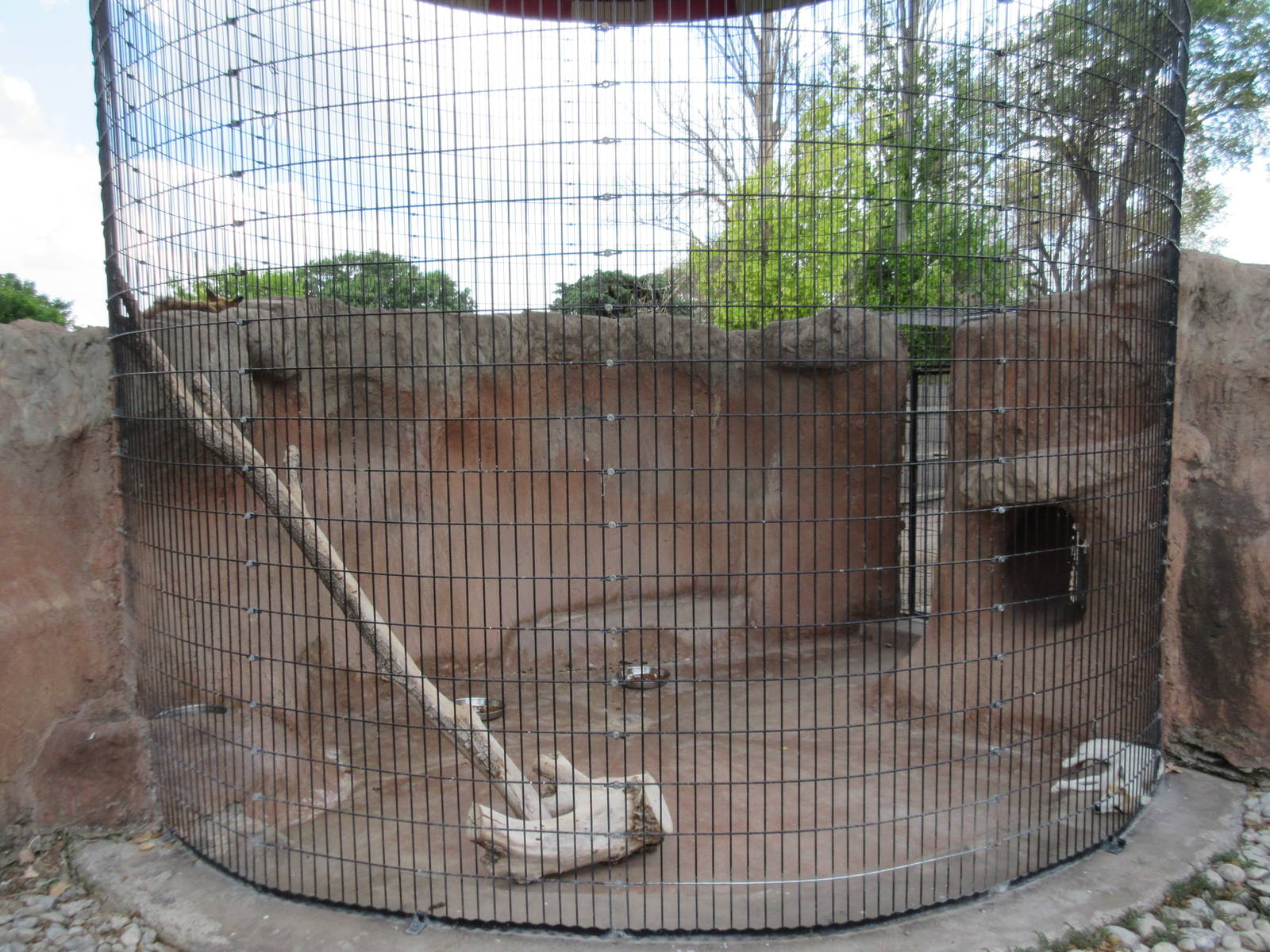 Red Fox Exhibit