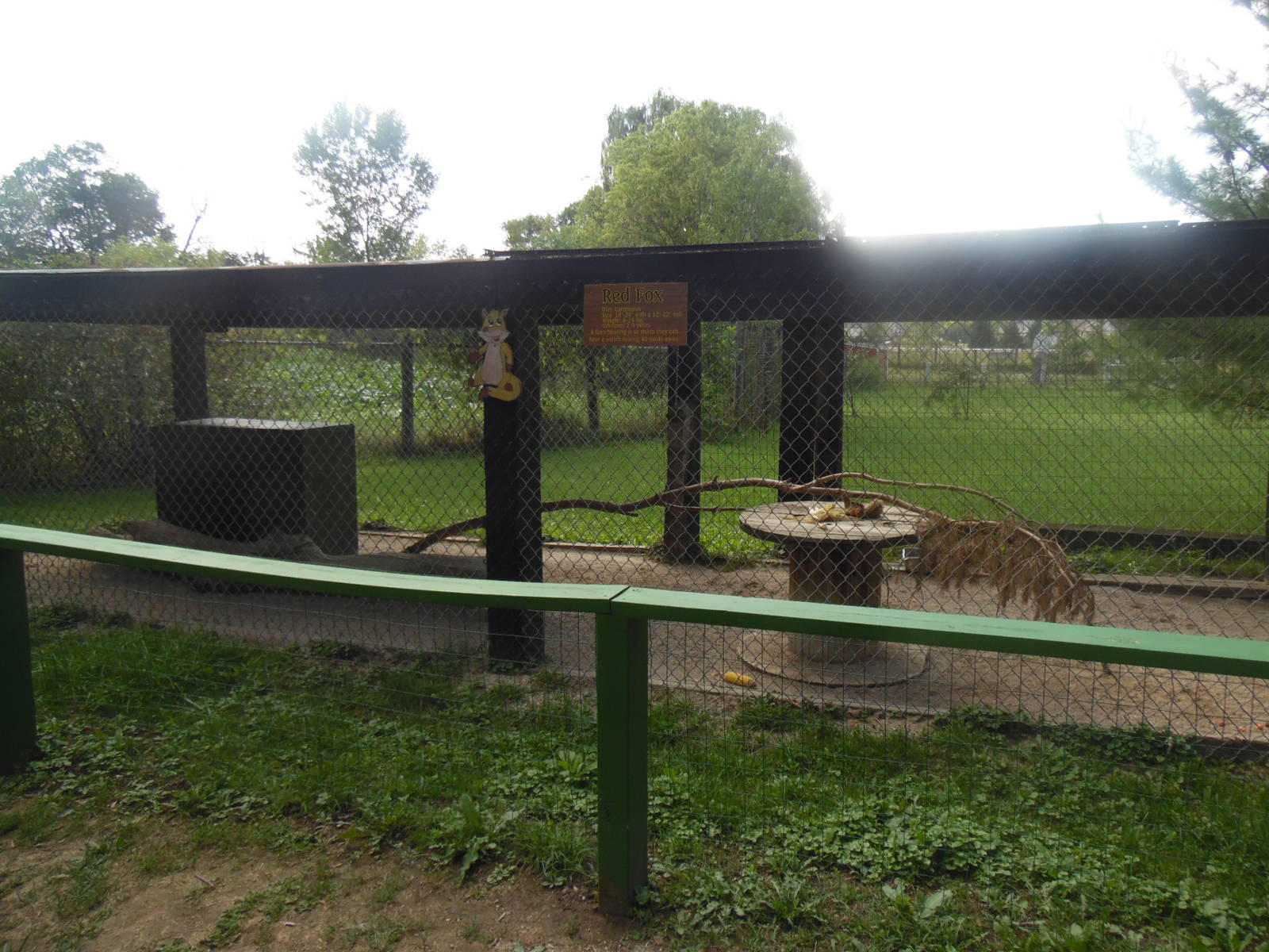 Red Fox Exhibit