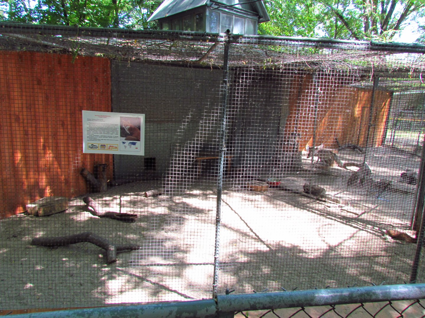 Red fox exhibit