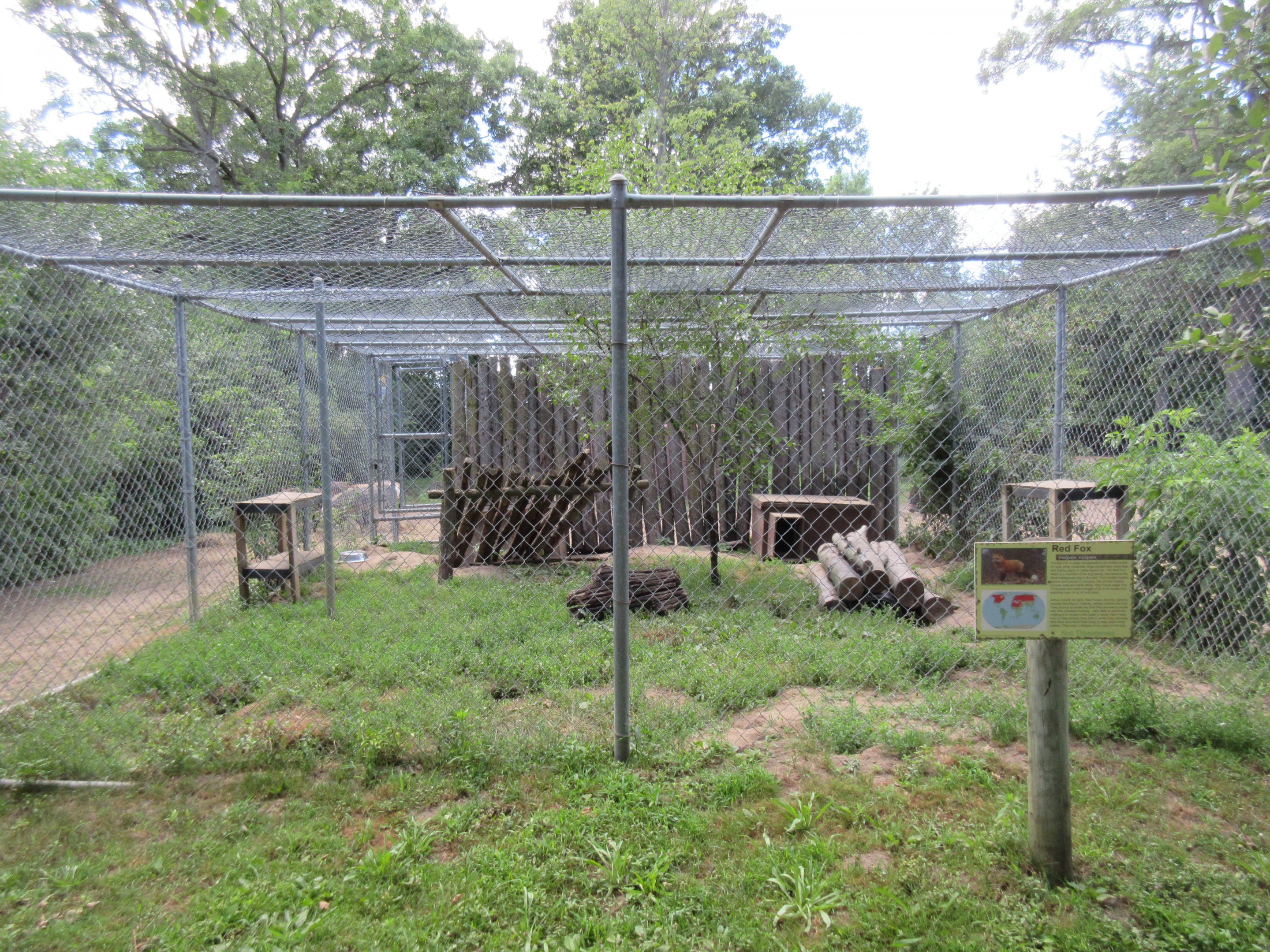 Red Fox Exhibit