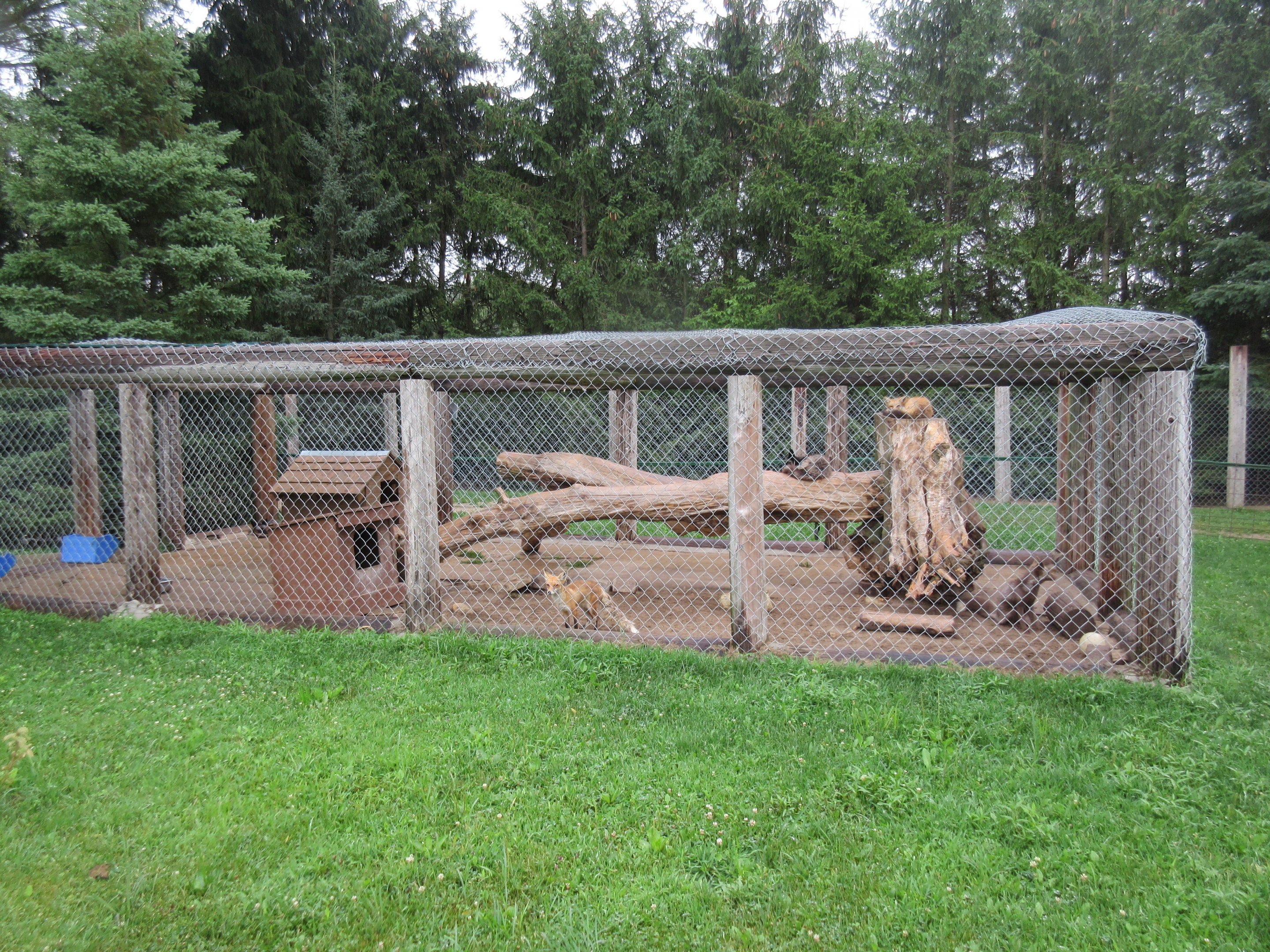 Red Fox Exhibit