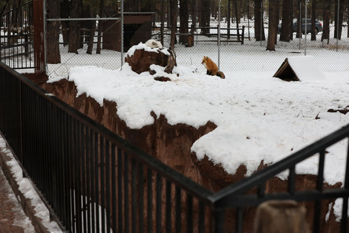 red fox exhibit