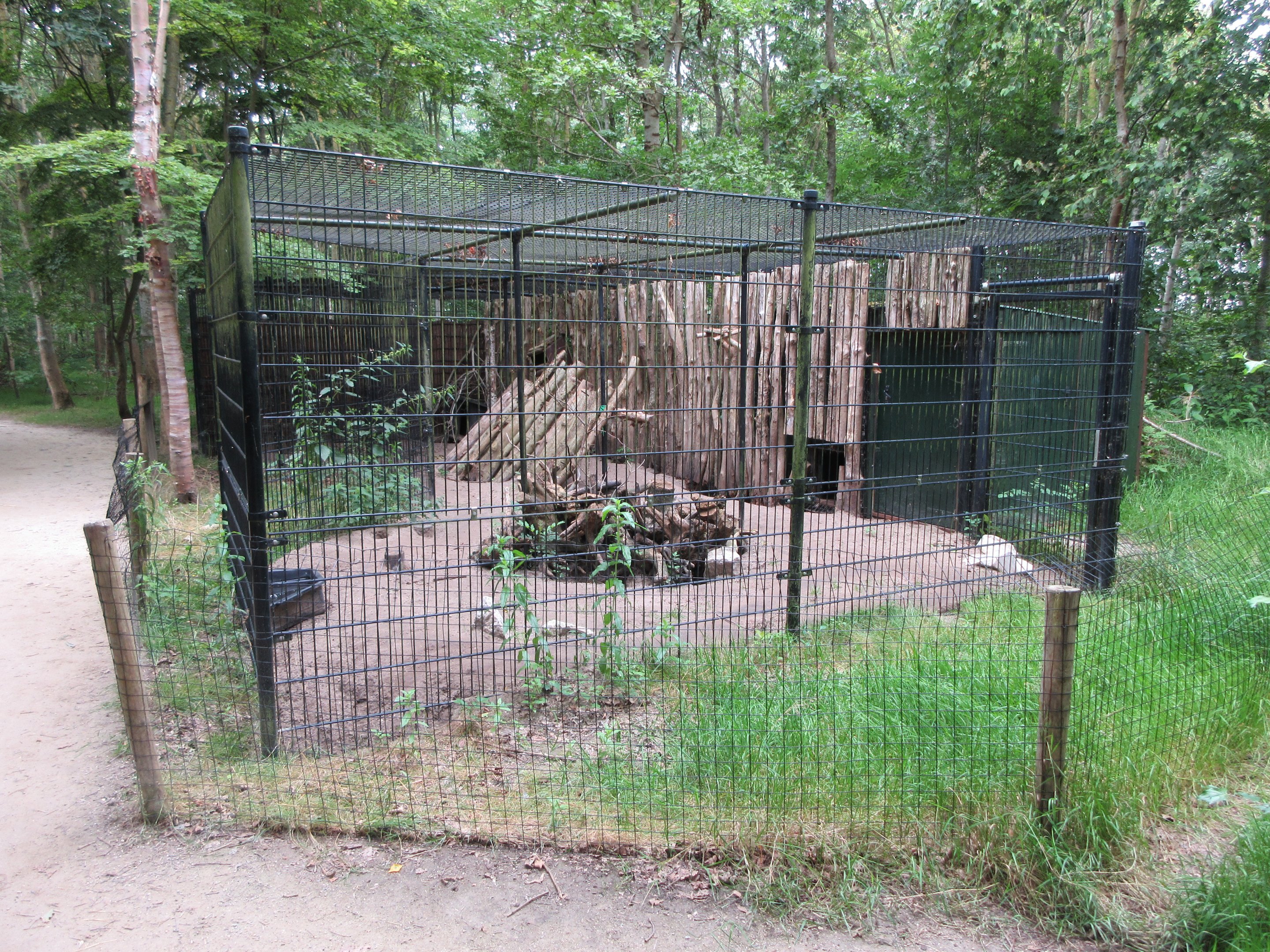 Red Fox Exhibit