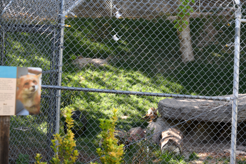 red fox exhibit