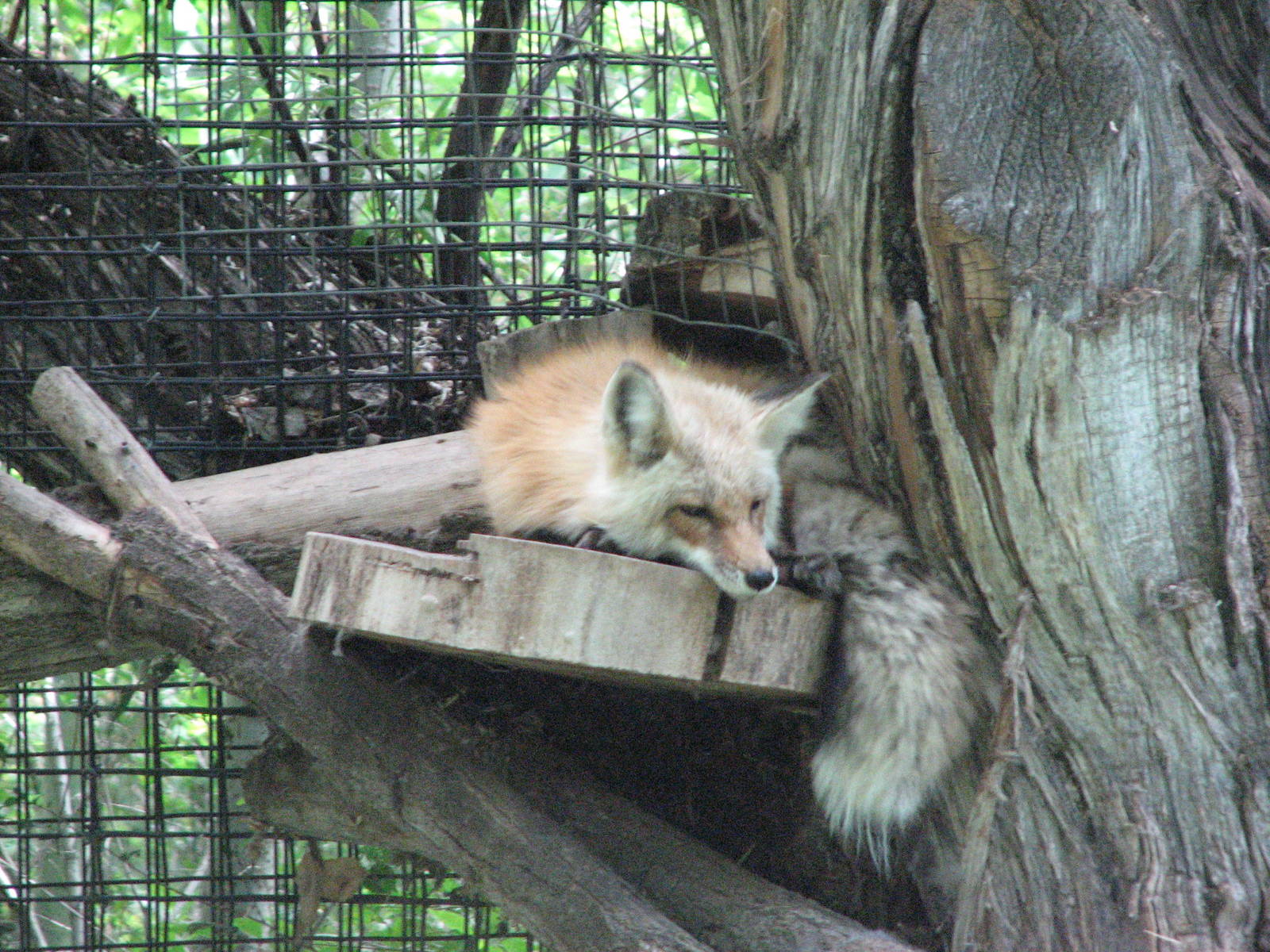Red Fox Exhibit
