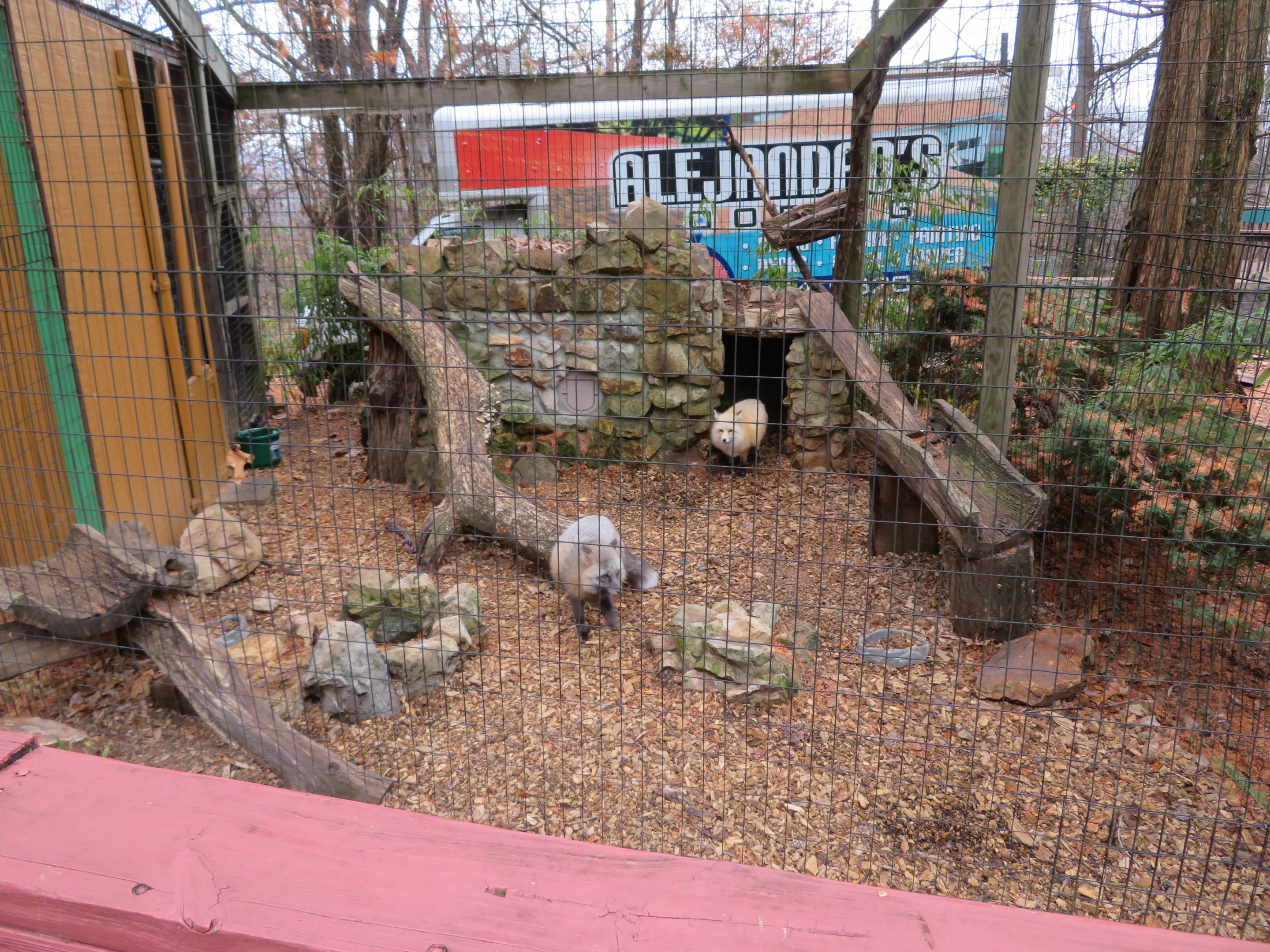Red Fox Exhibit