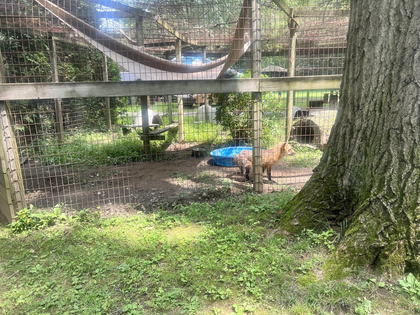 Red Fox Exhibit