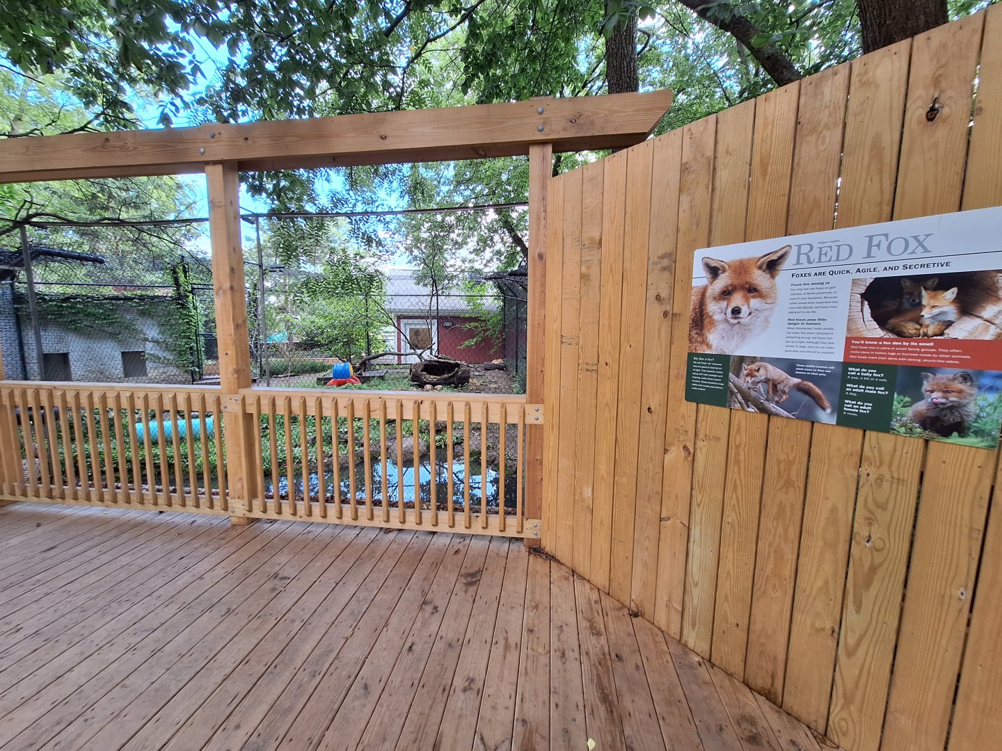 Red fox exhibit