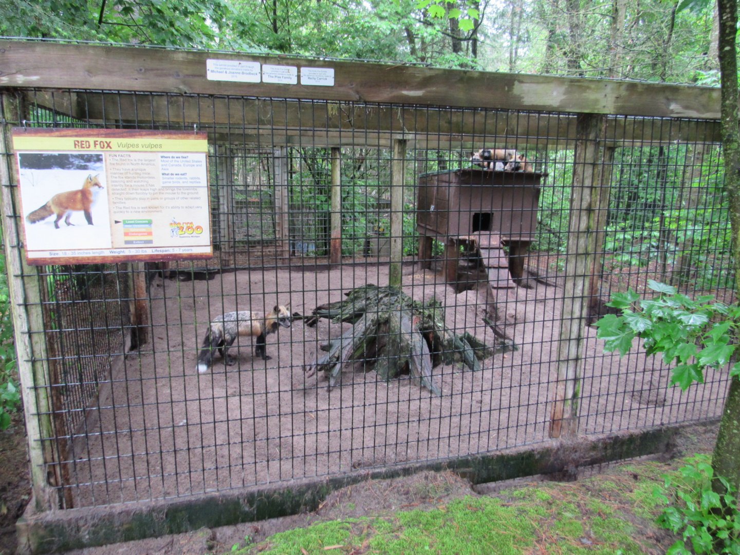Red Fox Exhibit