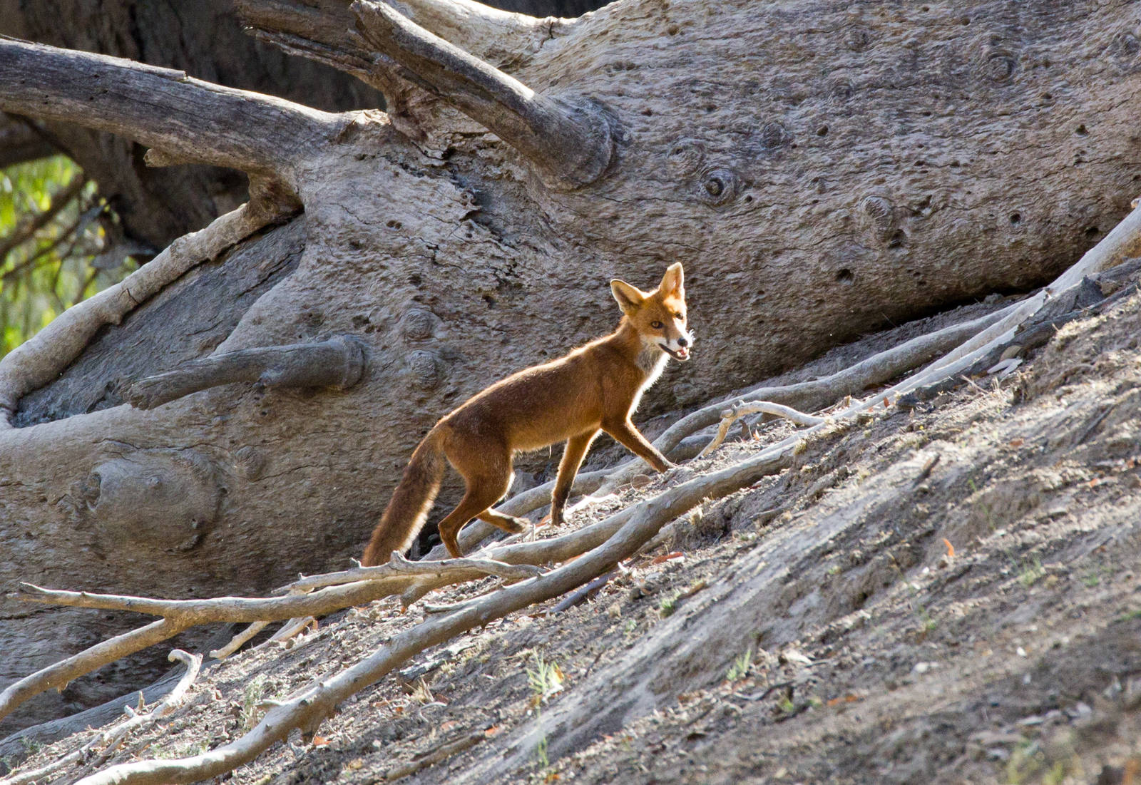 Red Fox (feral)
