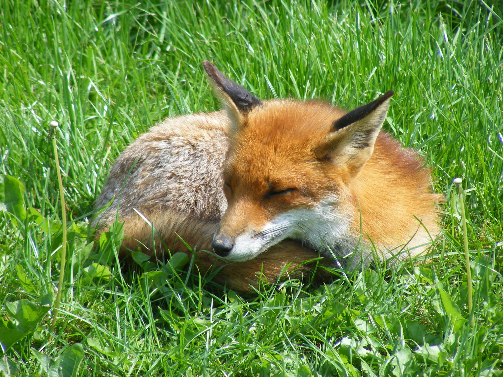 Red fox (Flo?) at British Wildlife Centre, 30 May 2010