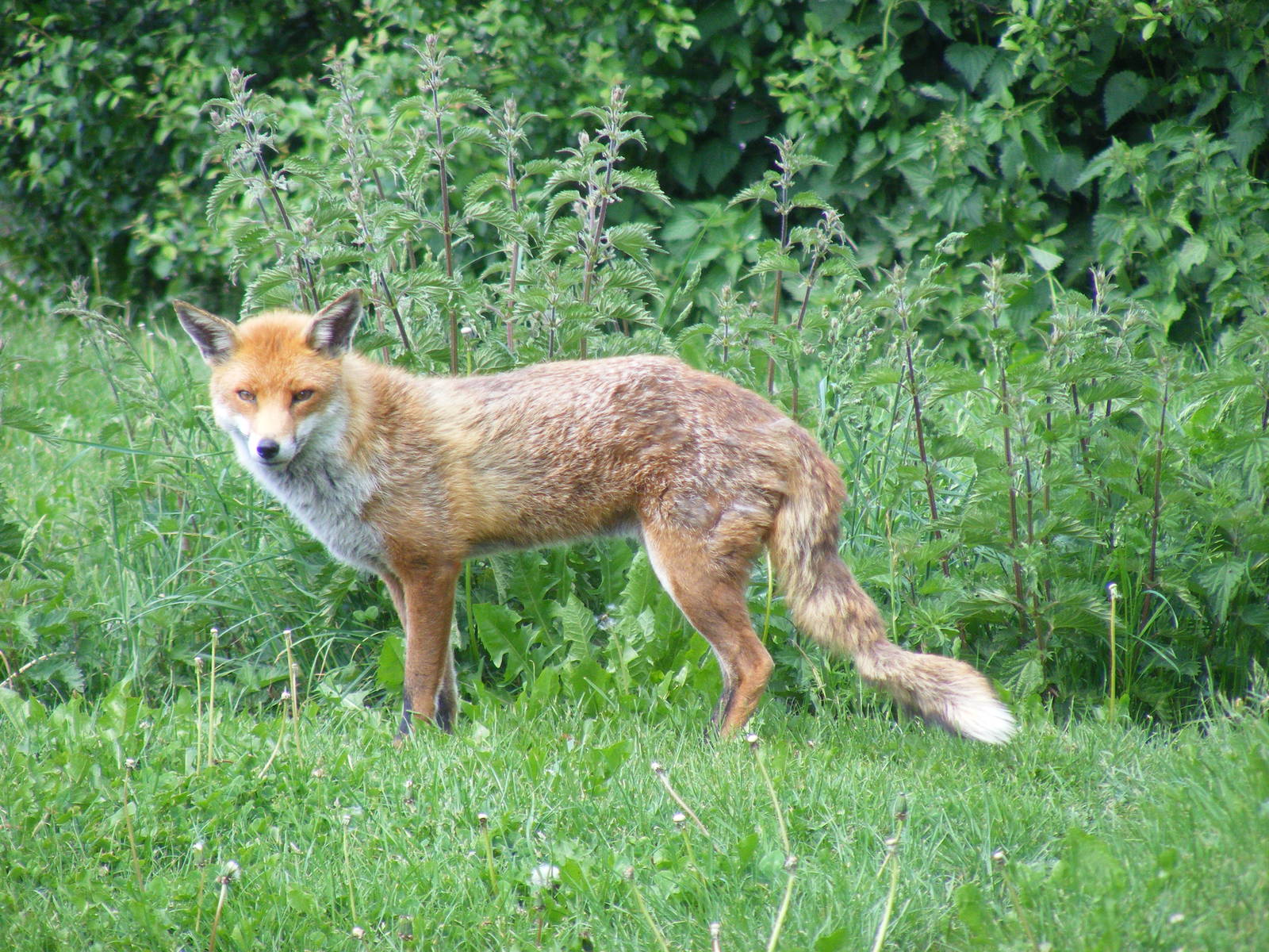 Red fox (Frodo?) at British Wildlife Centre, 30 May 2010