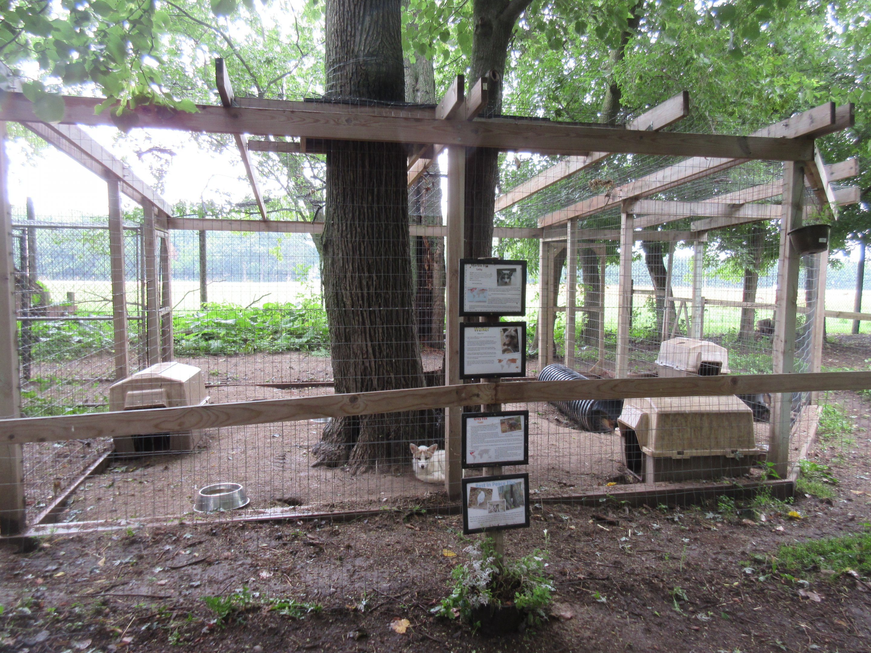 Red Fox/Gray Fox/Arctic Fox Exhibit