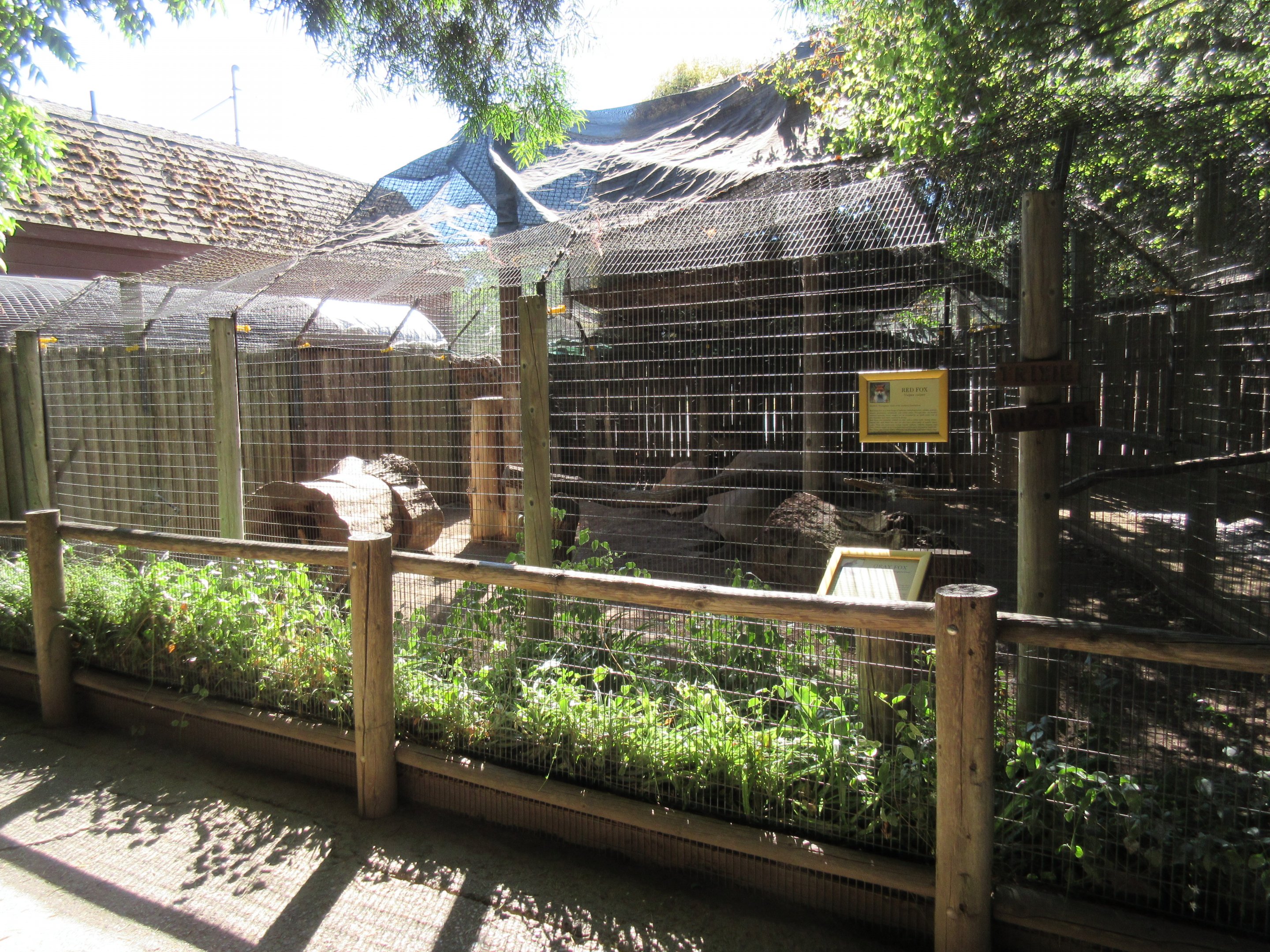 Red Fox/Gray Fox Exhibit