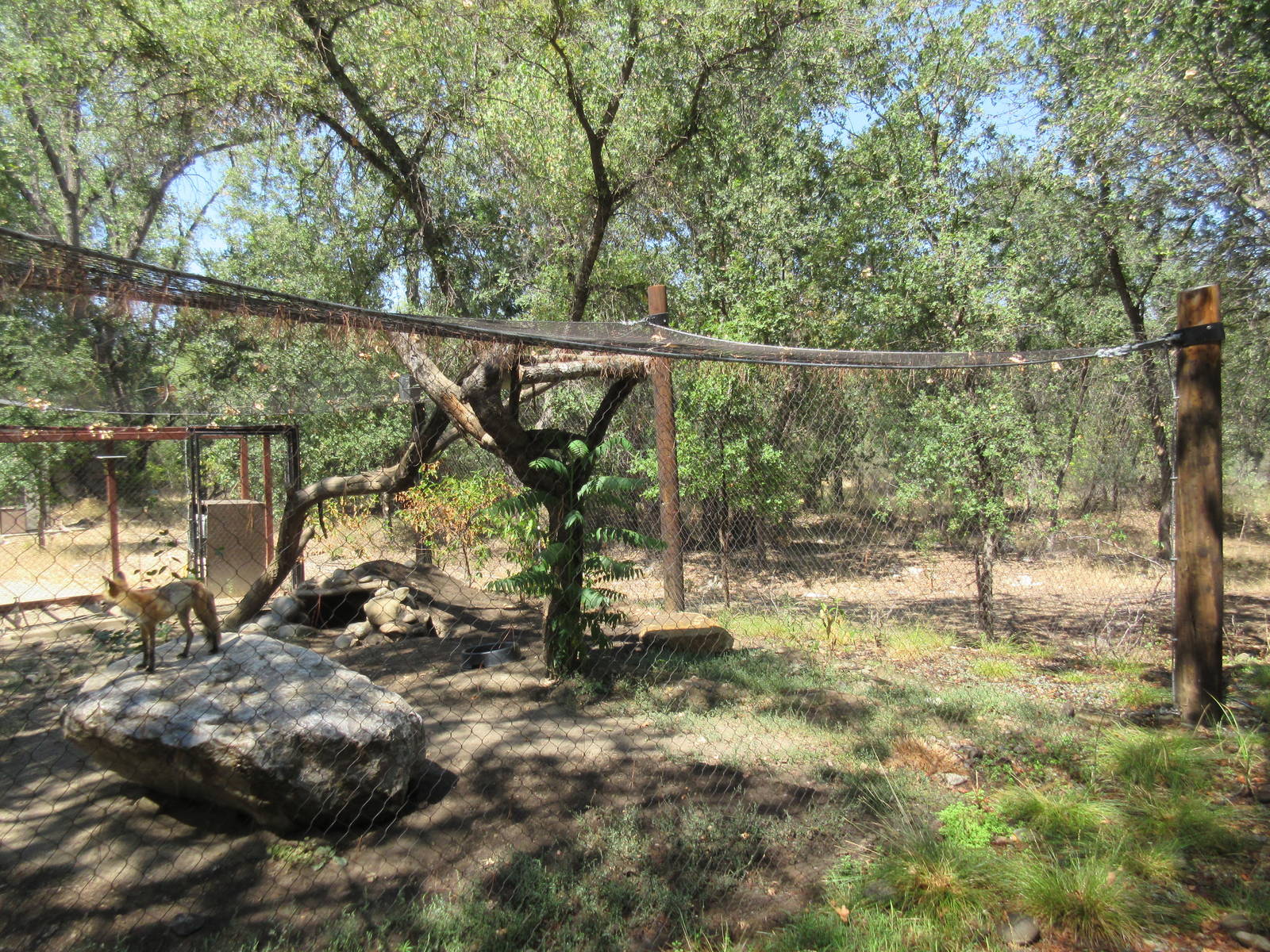 Red Fox/Grey Fox Exhibit
