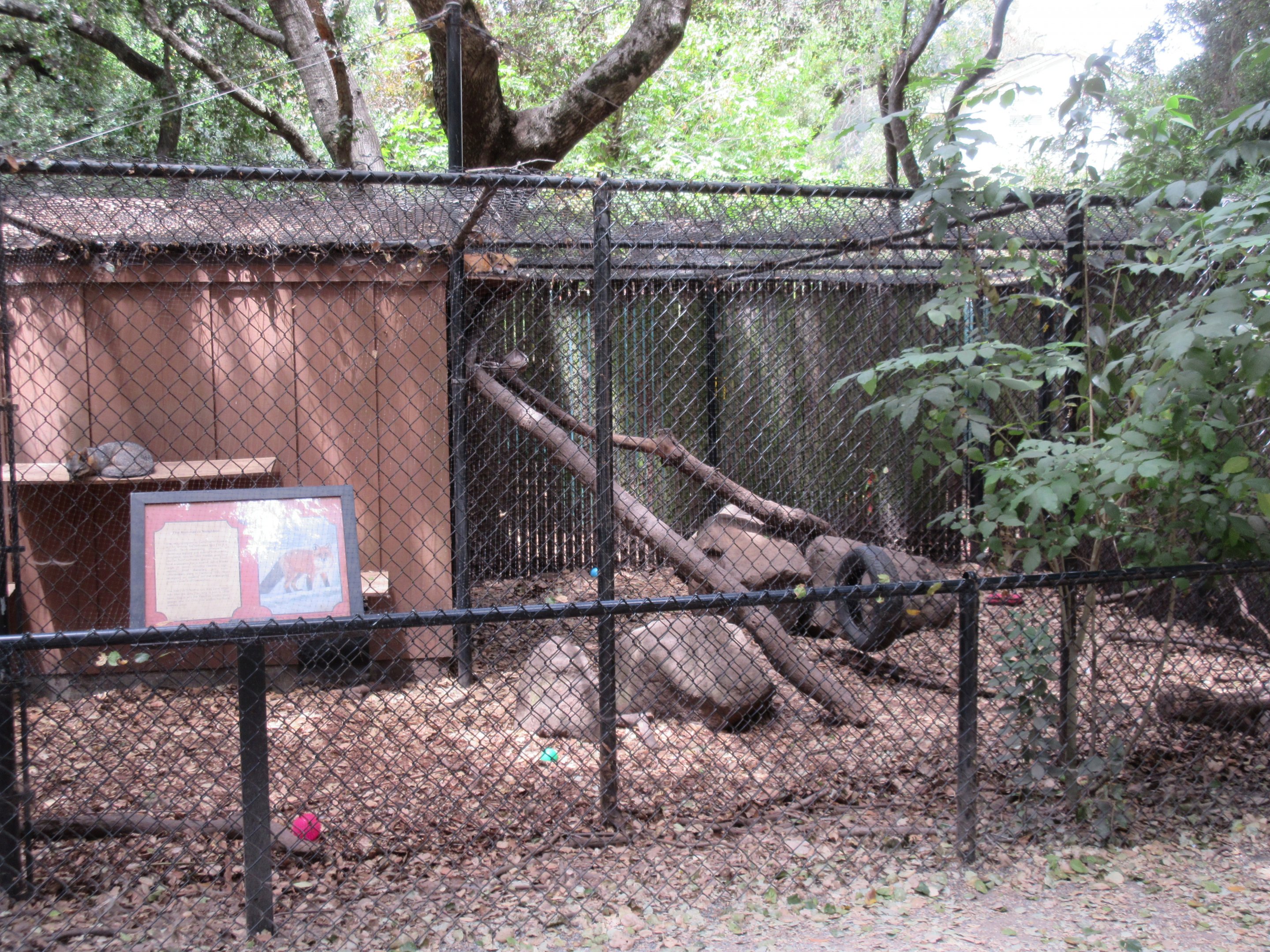 Red Fox/Grey Fox Exhibit