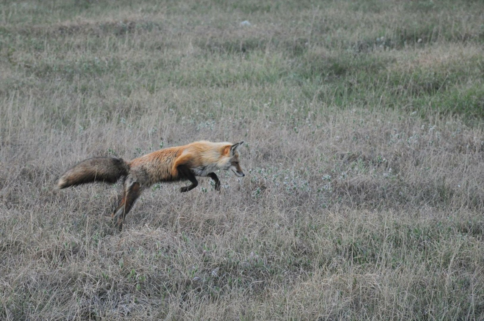 Red Fox hunting Lemmings - Alaska