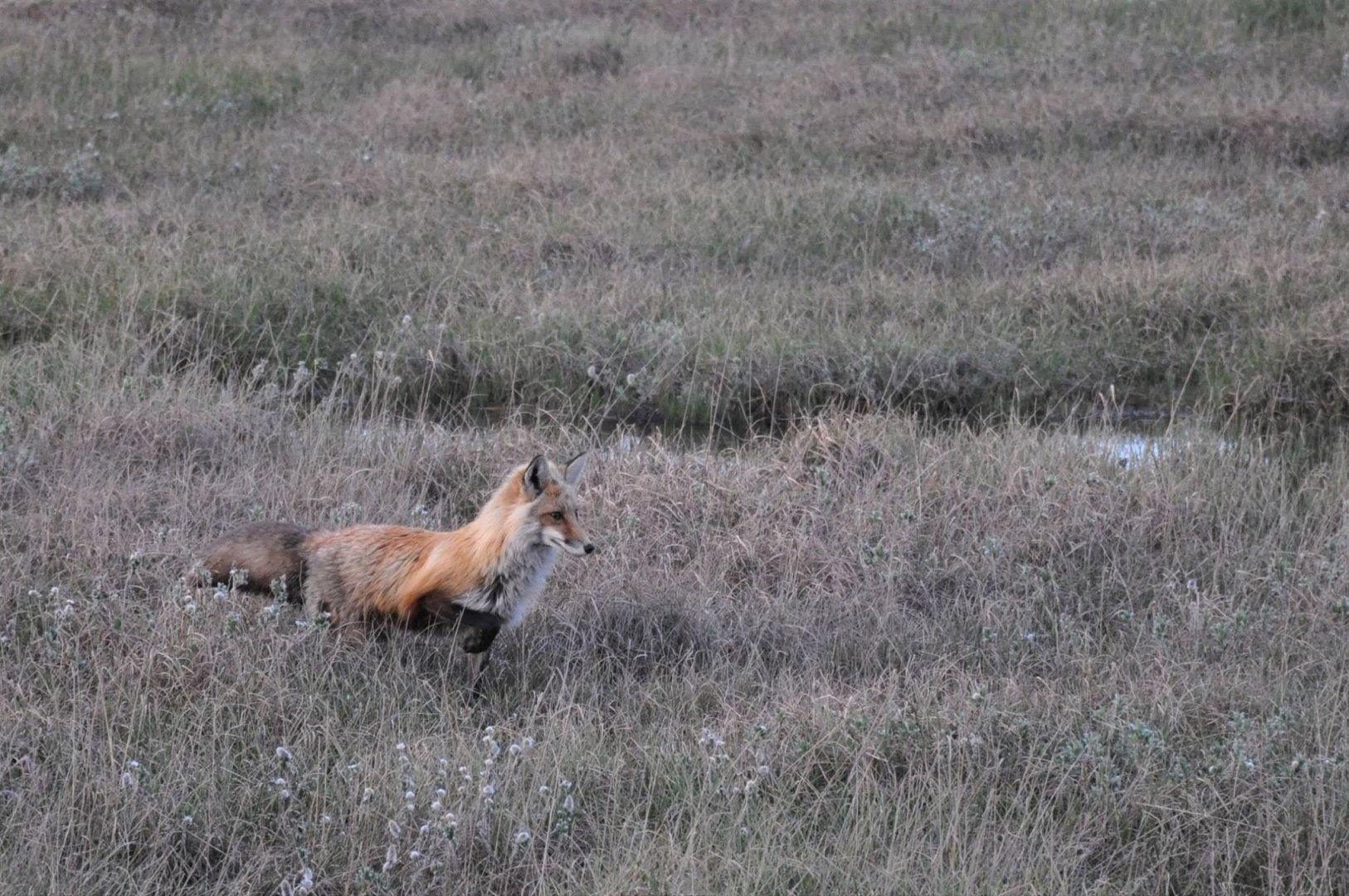 Red Fox hunting Lemmings - Alaska