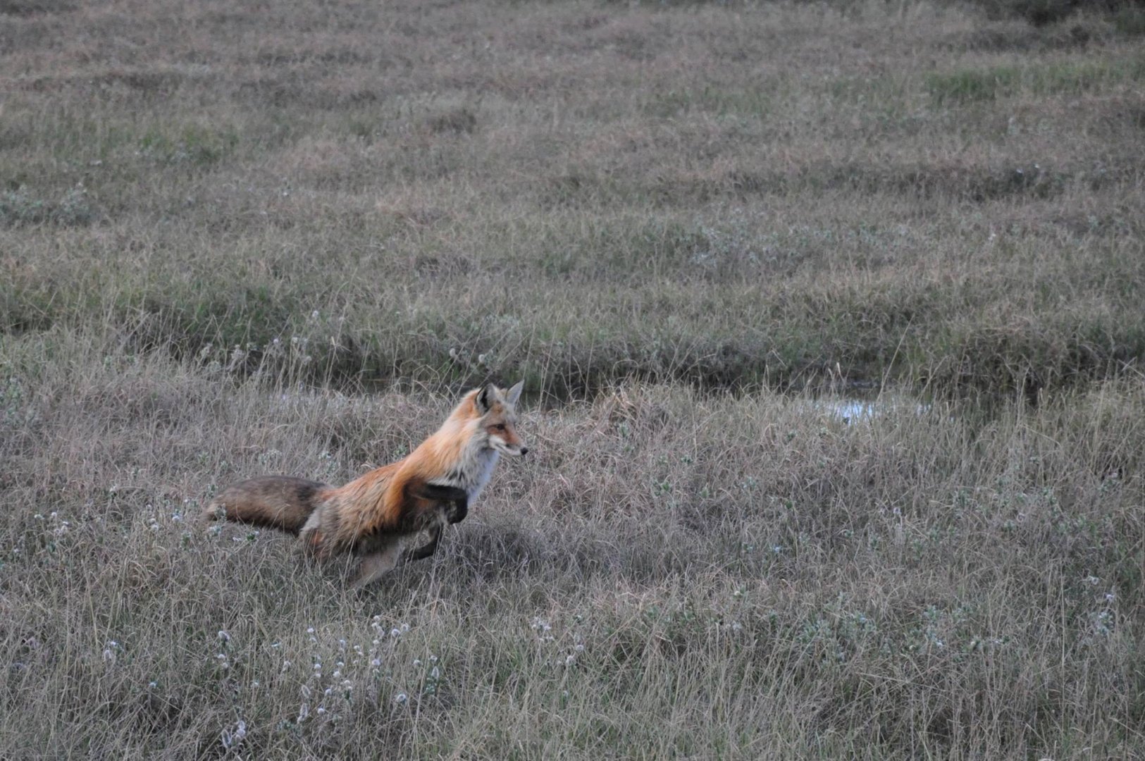 Red Fox hunting Lemmings - Alaska