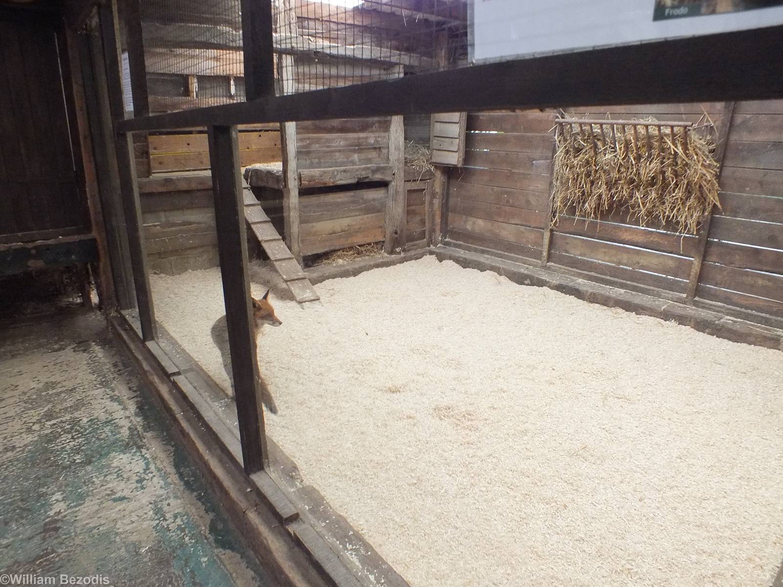 Red Fox in Indoor Enclosure