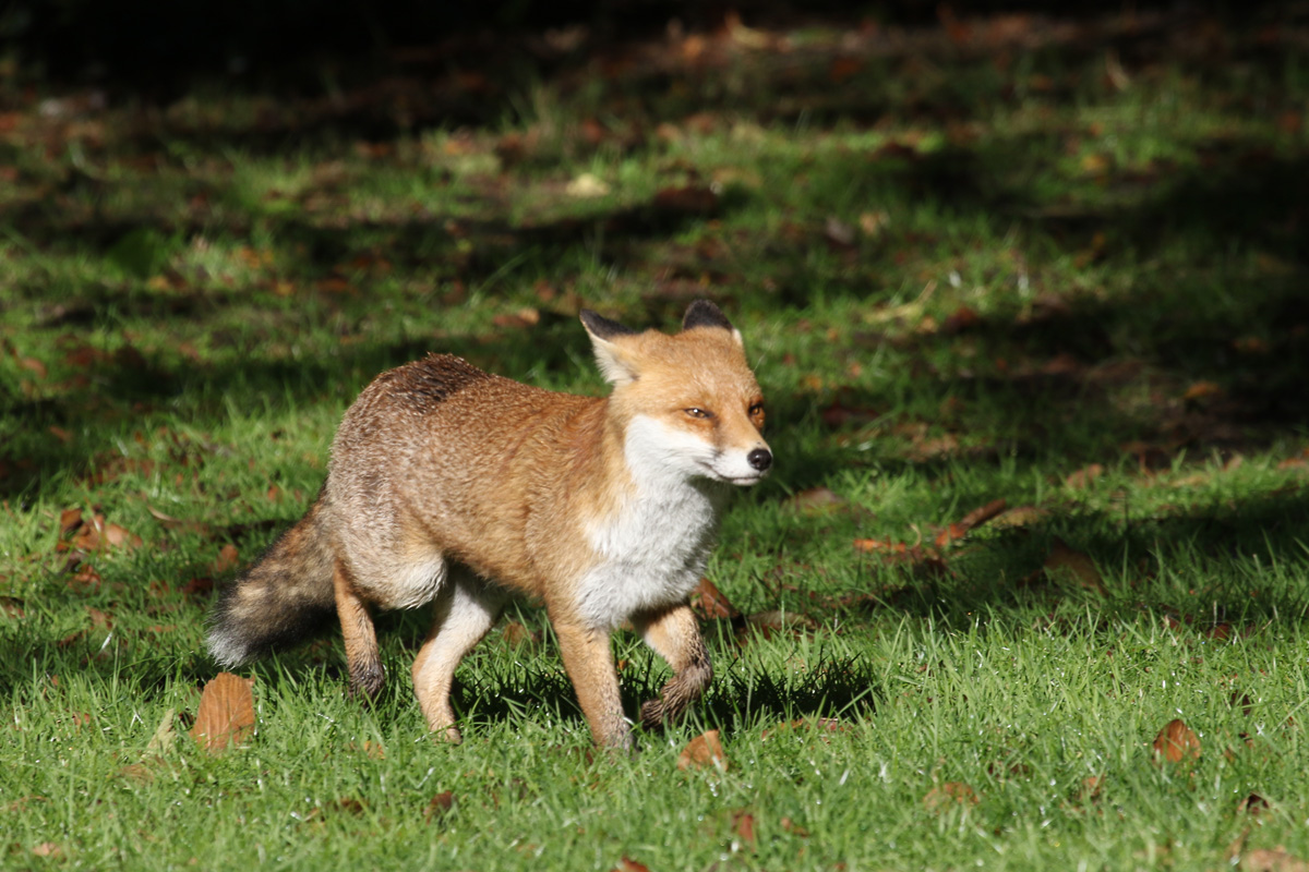 Red Fox in Regent's Park, London. 2/11/2018