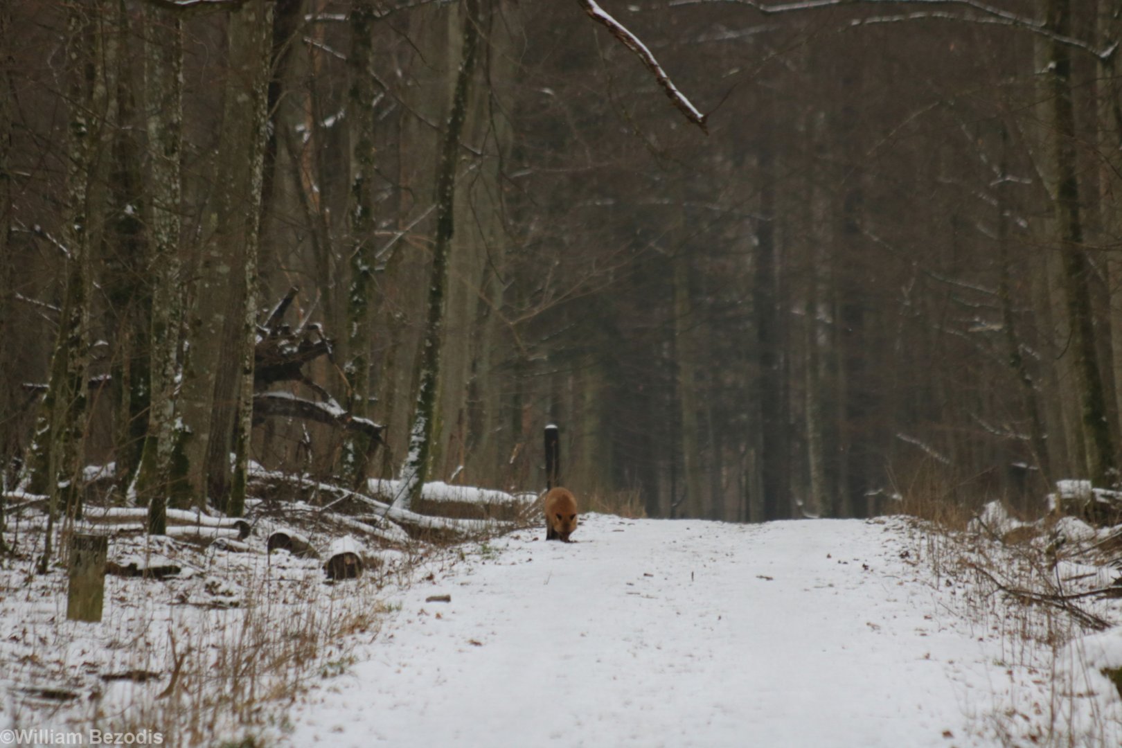 Red Fox in the Forest During the Day - Bialowieza