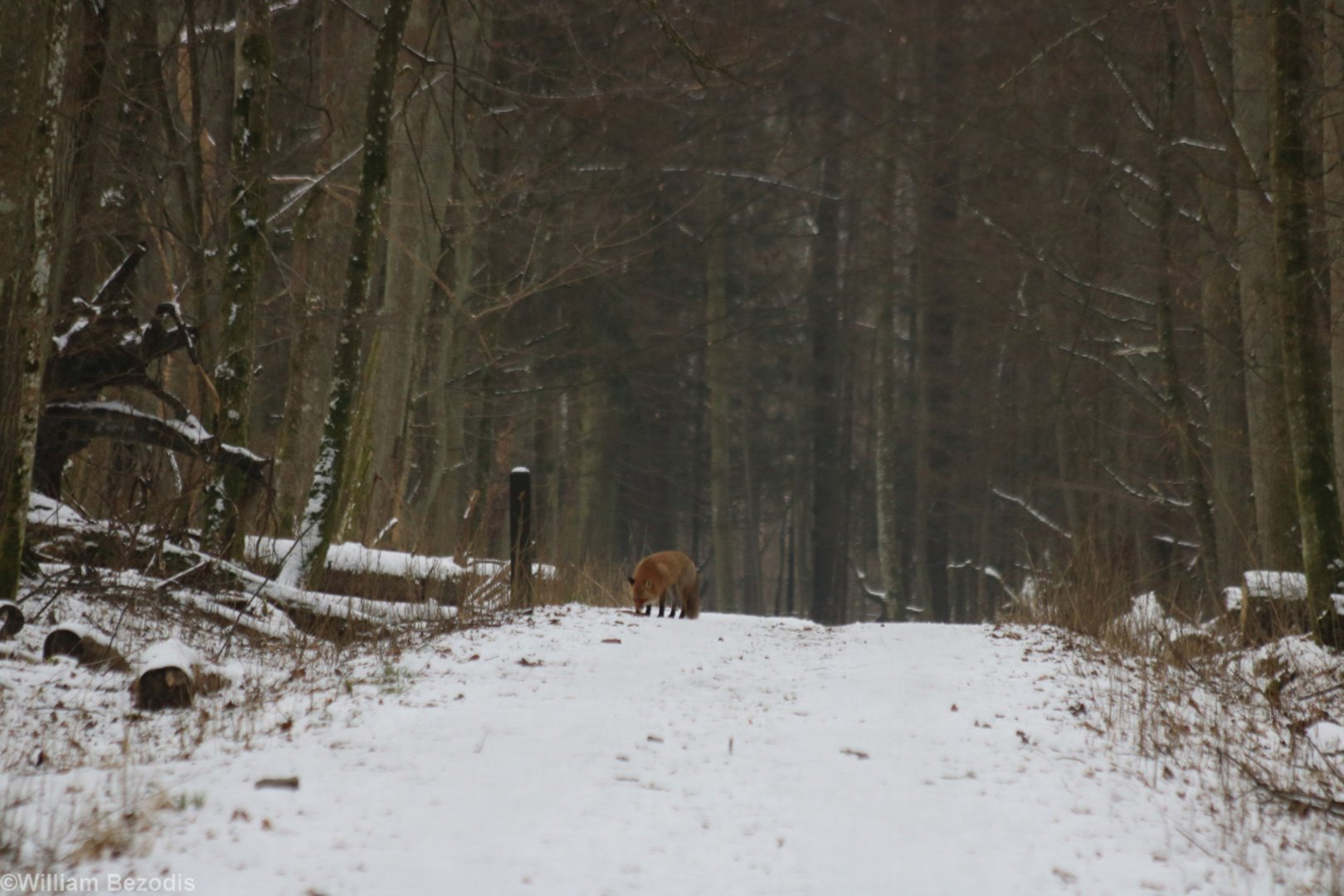 Red Fox in the Forest During the Day - Bialowieza