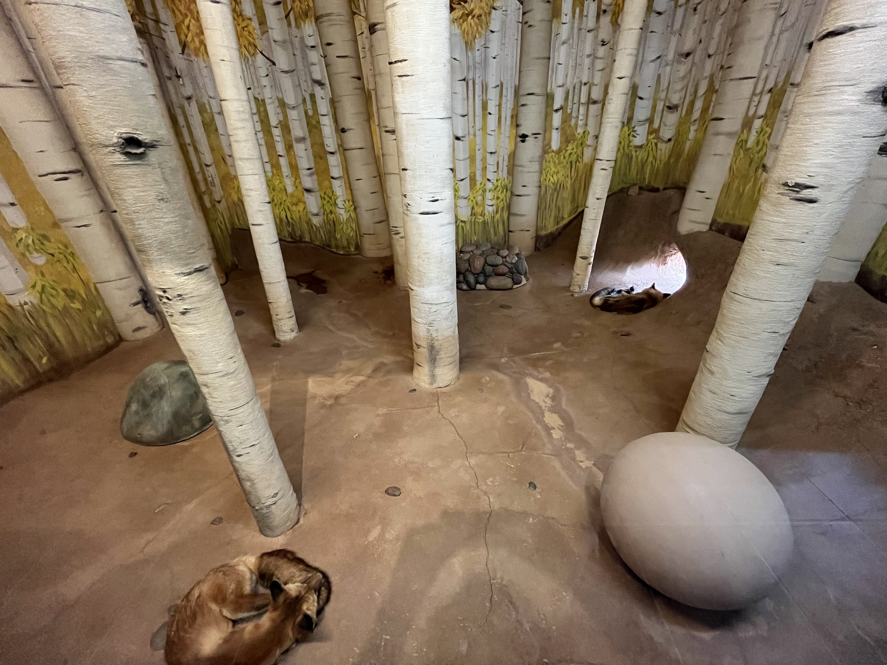 Red Fox Indoor Exhibit