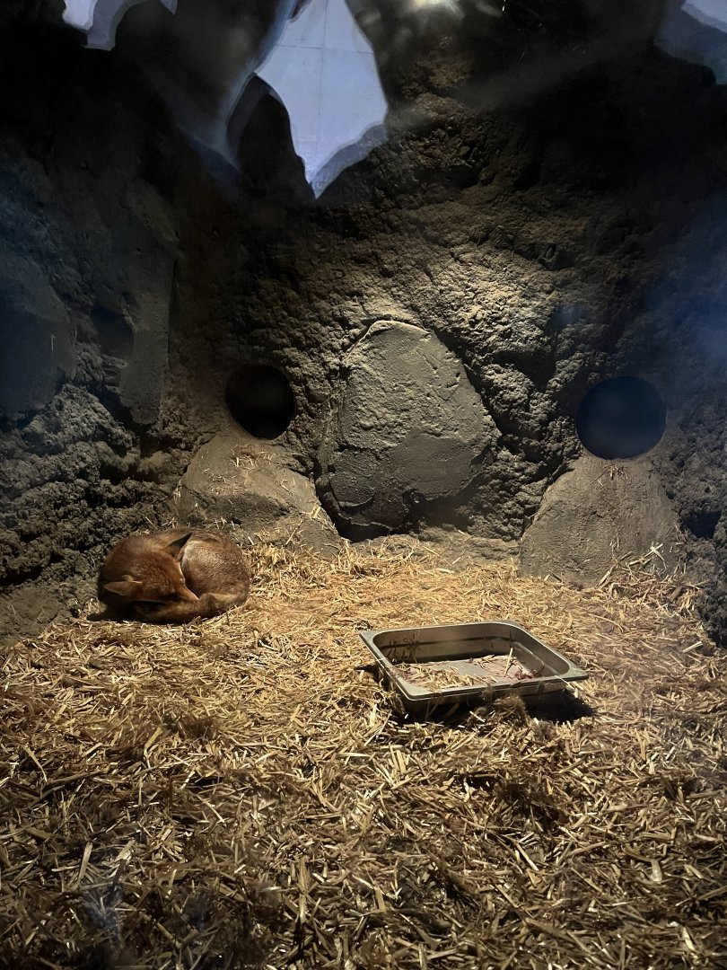 Red fox indoors 9.7.25