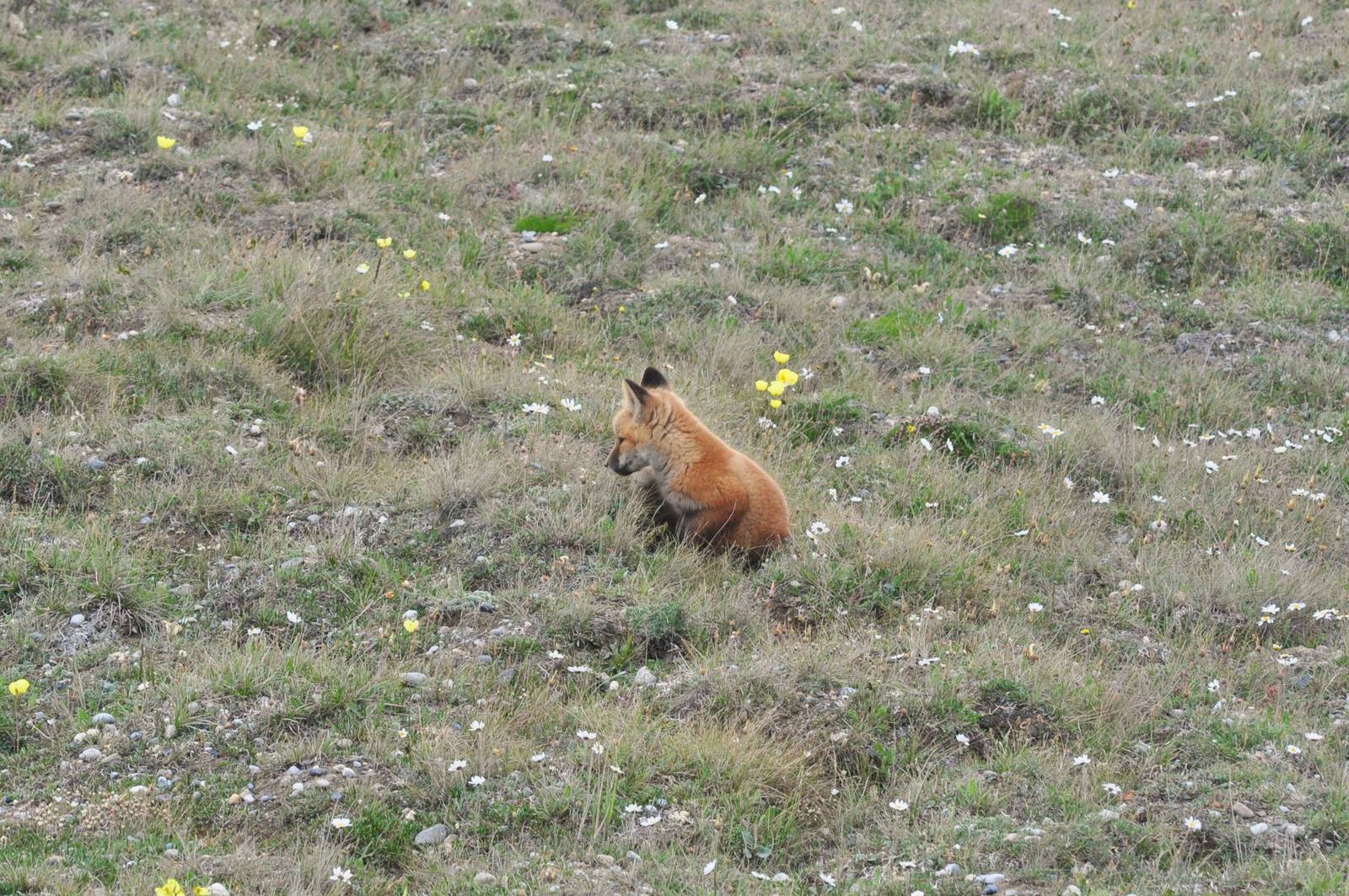 Red Fox kit - Alaska