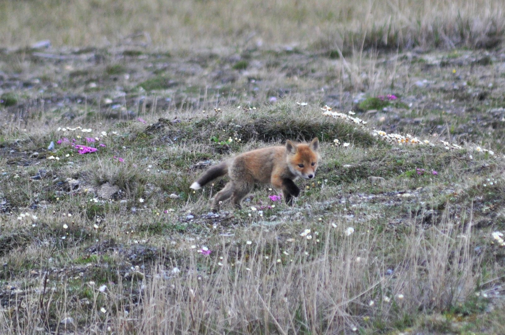 Red Fox kit - Alaska