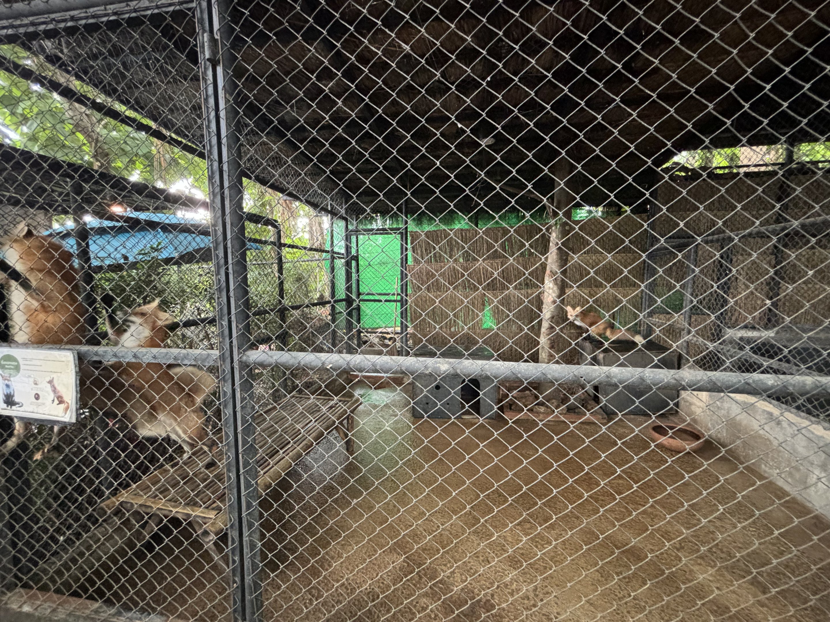 Red Fox - Lanna Mini Zoo