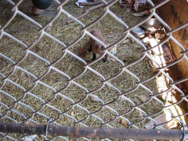 Red Fox/Lion Cub - Guzoo May 2008