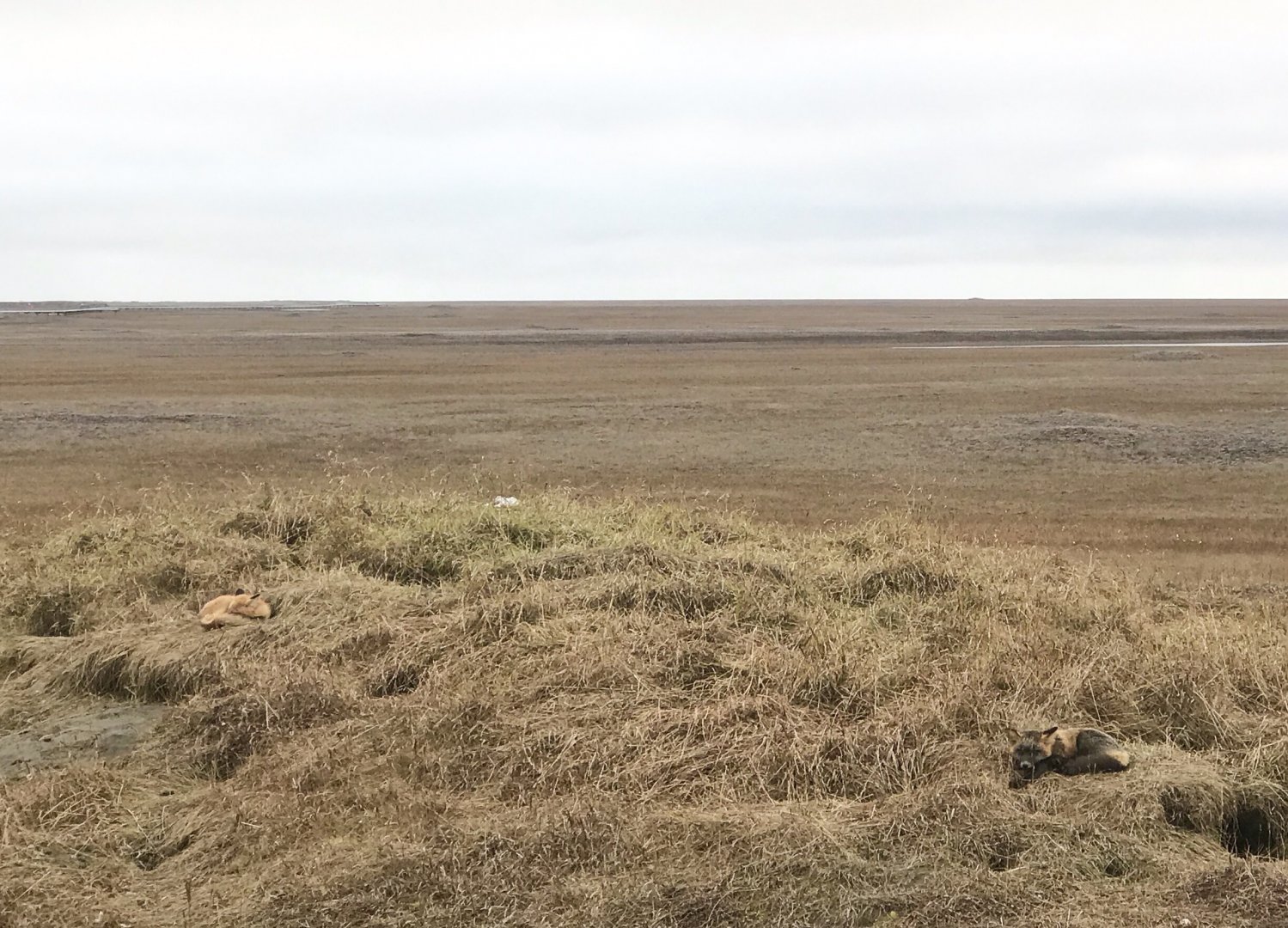 Red Fox litter-mates.  Alaska