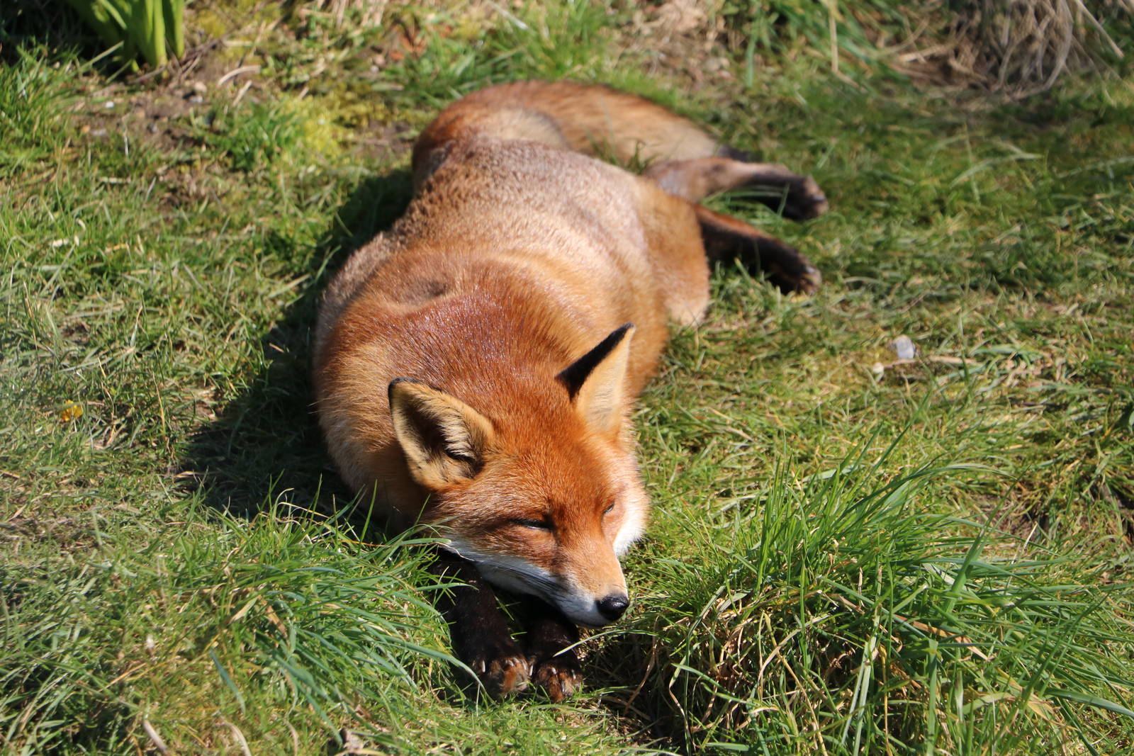 Red fox, March 2016