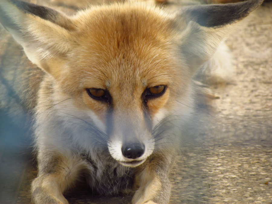 red fox-Mashhad zoo