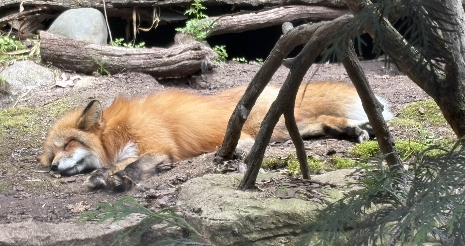 Red Fox - Minnesota Zoo, 5/26/2025