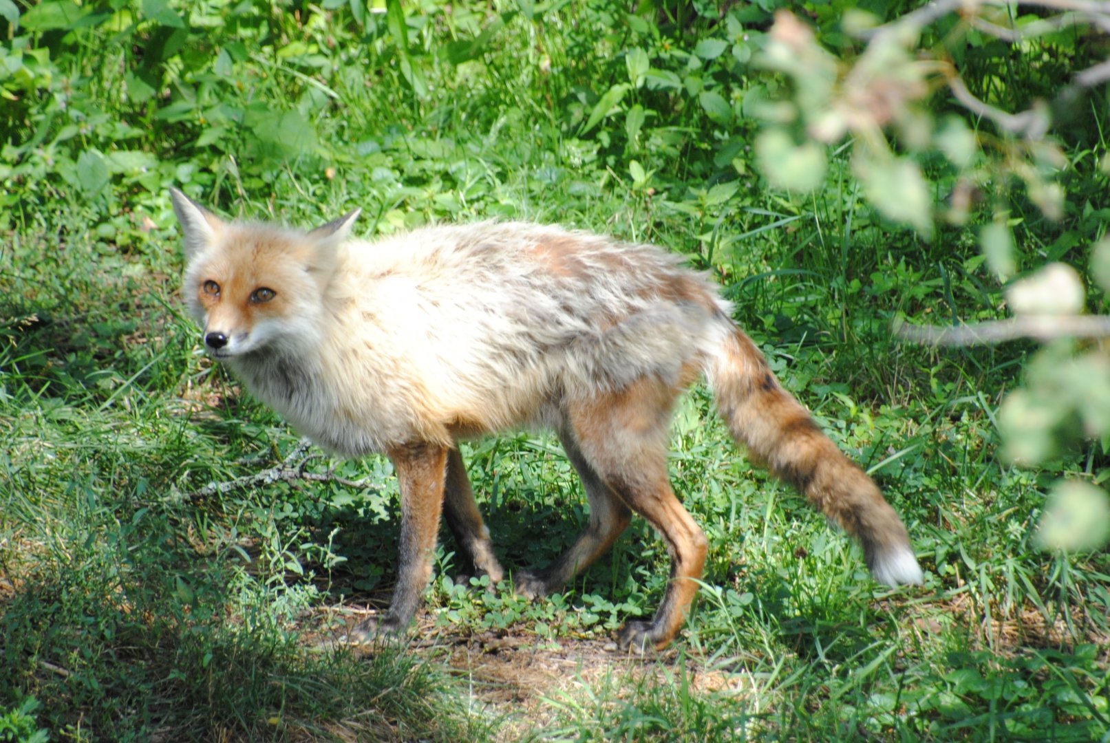 Red Fox (Mixed Forest section)