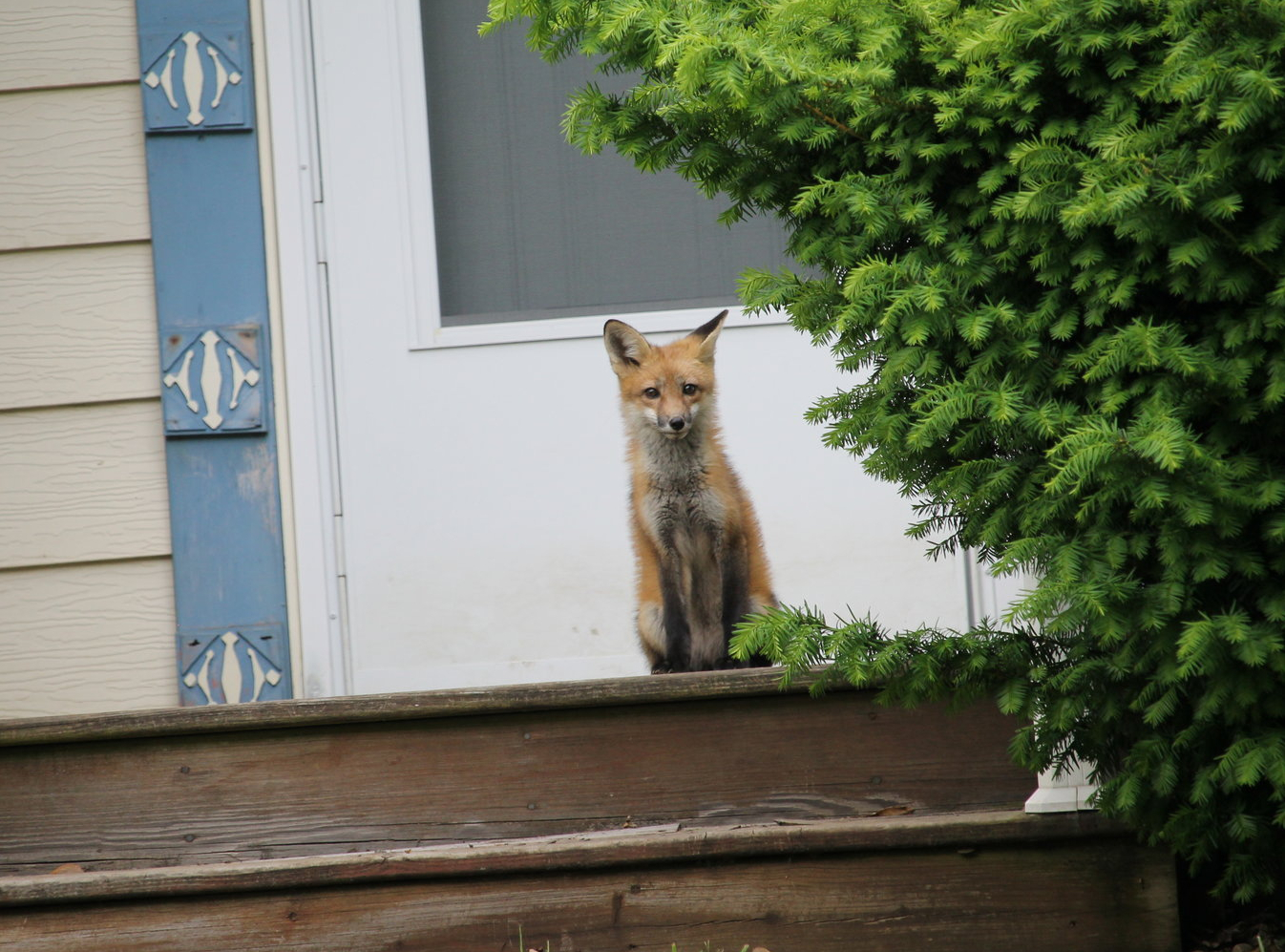 Red fox on a doorstep