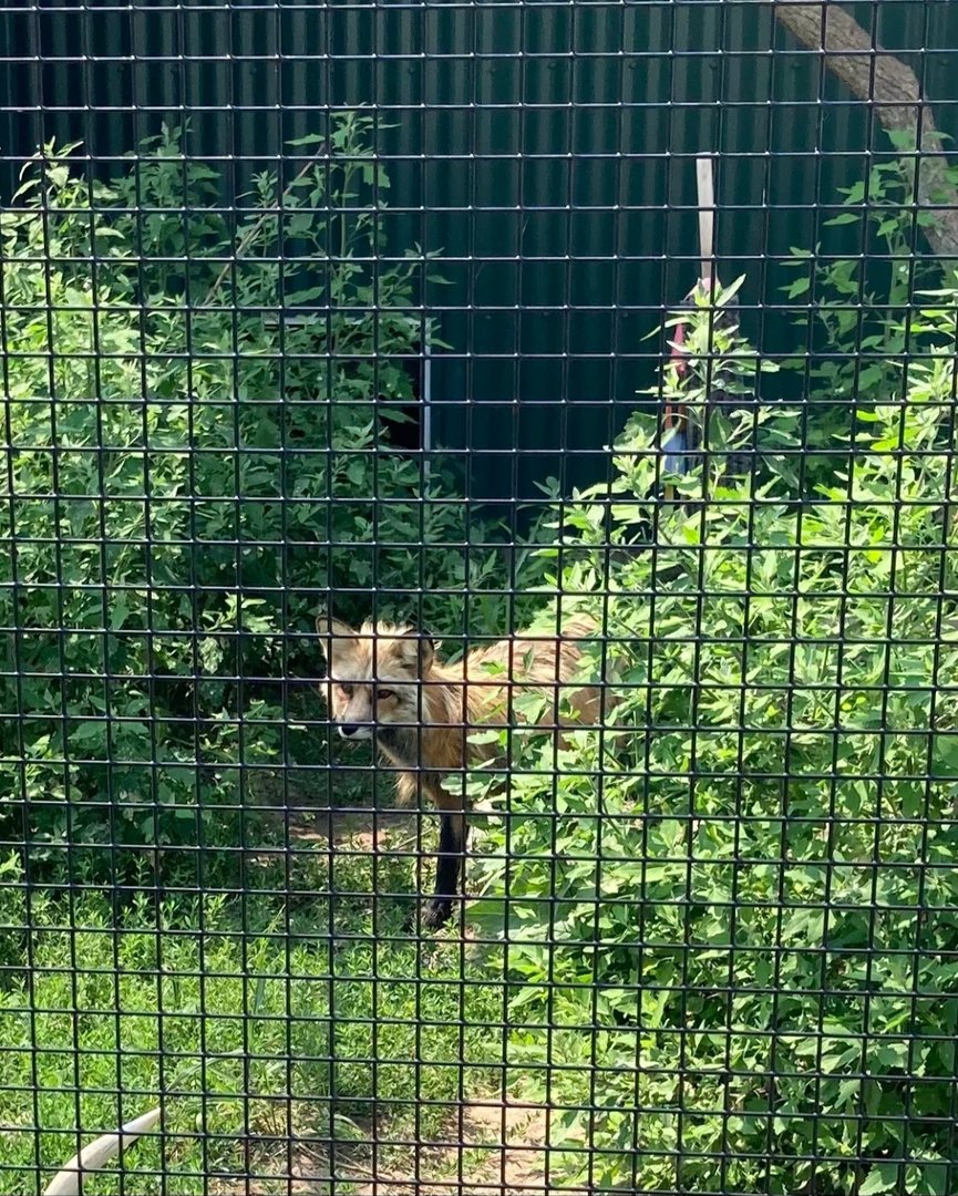 Red Fox (Outdoor Discovery Center, Holland MI, 8/8/23)