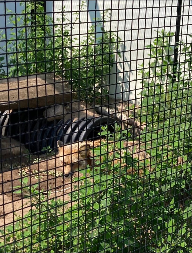Red Fox (Outdoor Discovery Center, Holland MI, 8/8/23)
