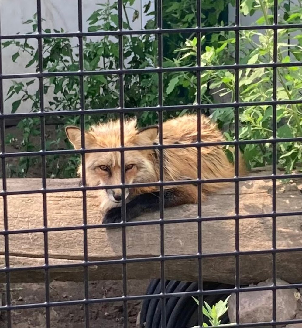 Red Fox (Outdoor Discovery Center, Holland MI, 8/8/23)