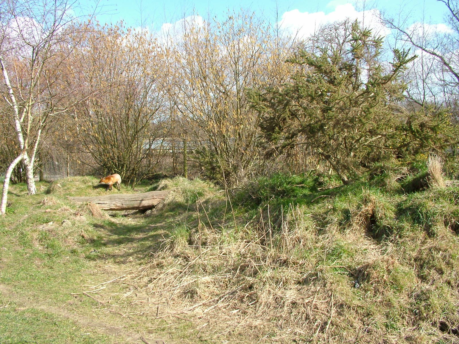 Red Fox outdoor exhibit at the British Wildlife Centre 14/03/10
