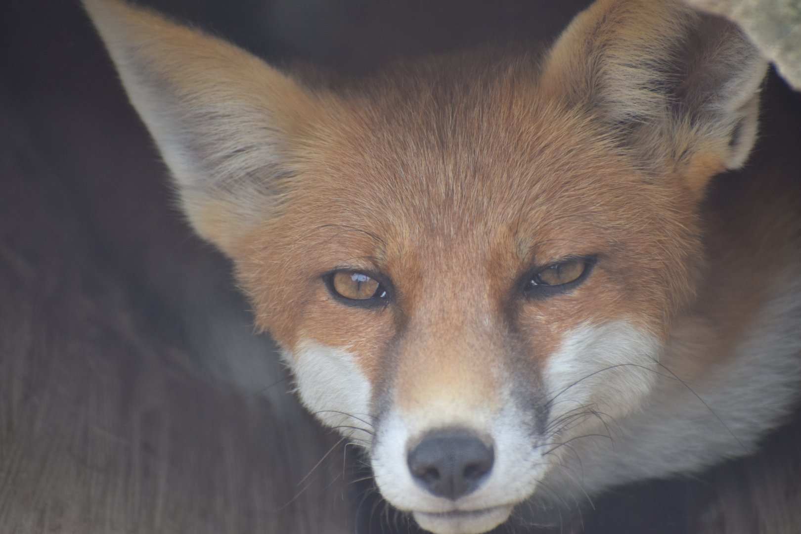 Red fox - paraZOO Vlašim