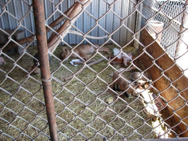 Red Fox Pup / Lion Cub  - Guzoo May 2008